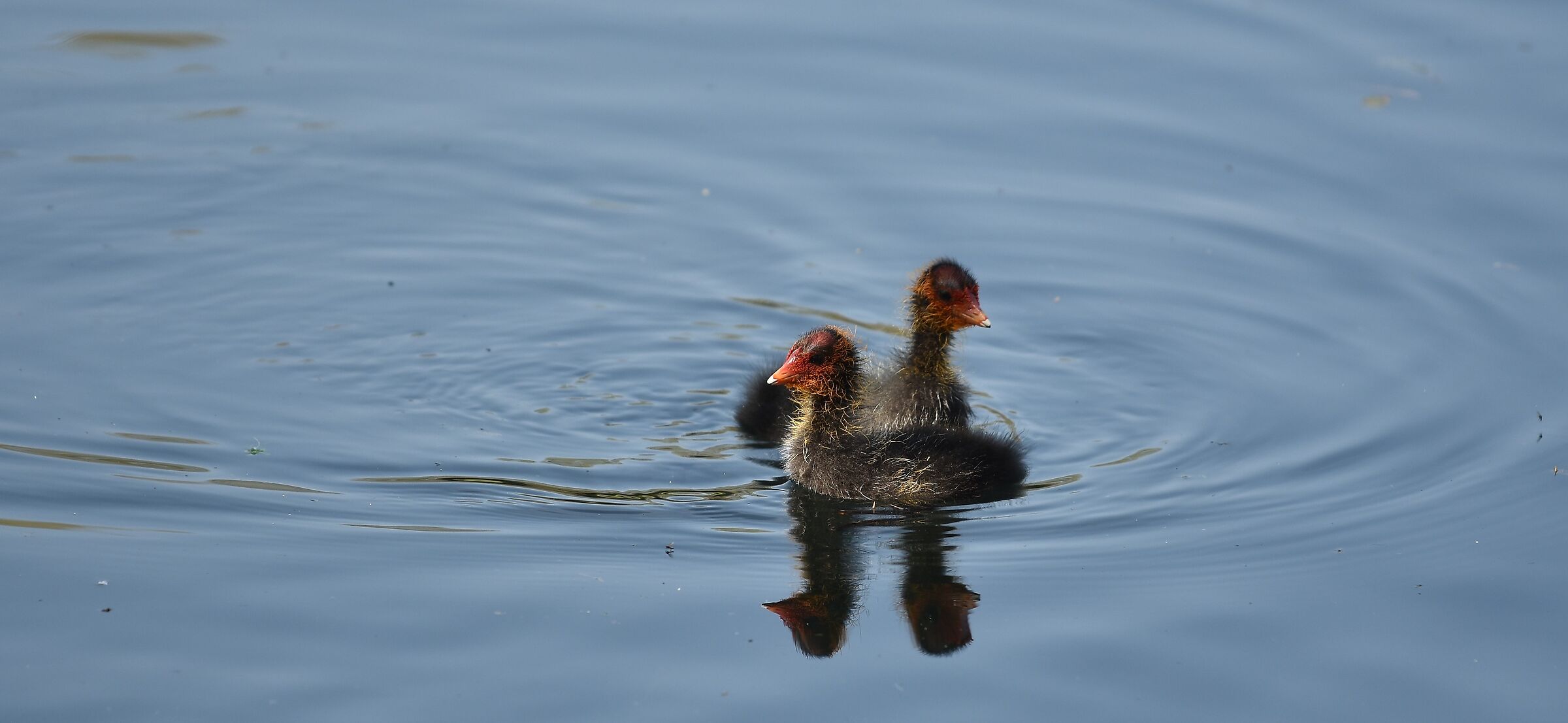 Due cuccioli di folaga