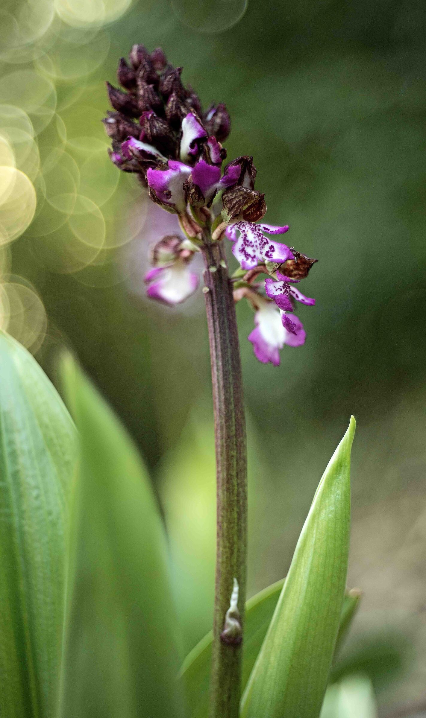 Orchis Purpurea