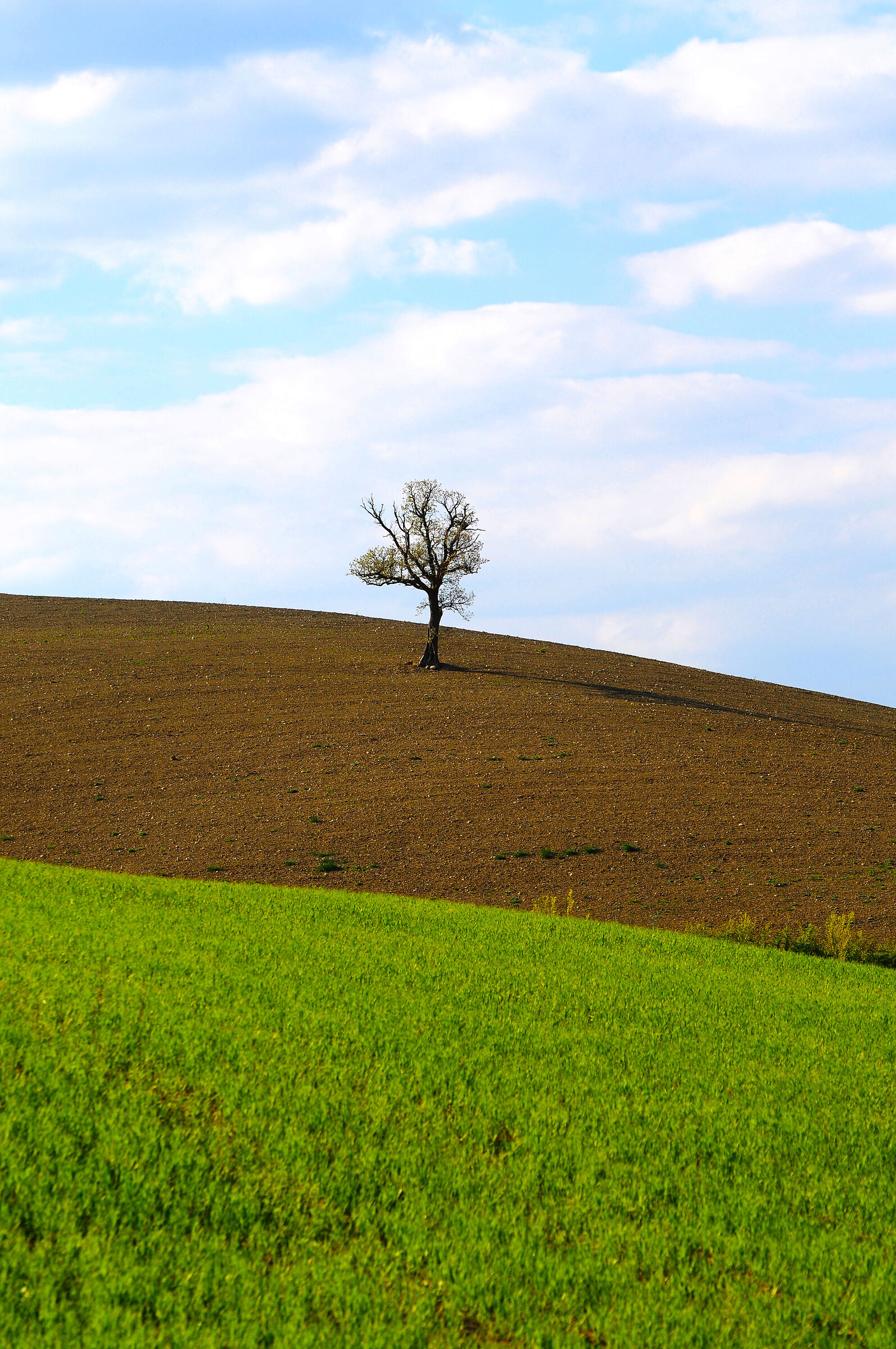 treesol