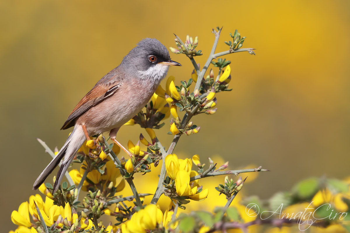 Sterpazzola della Sardegna