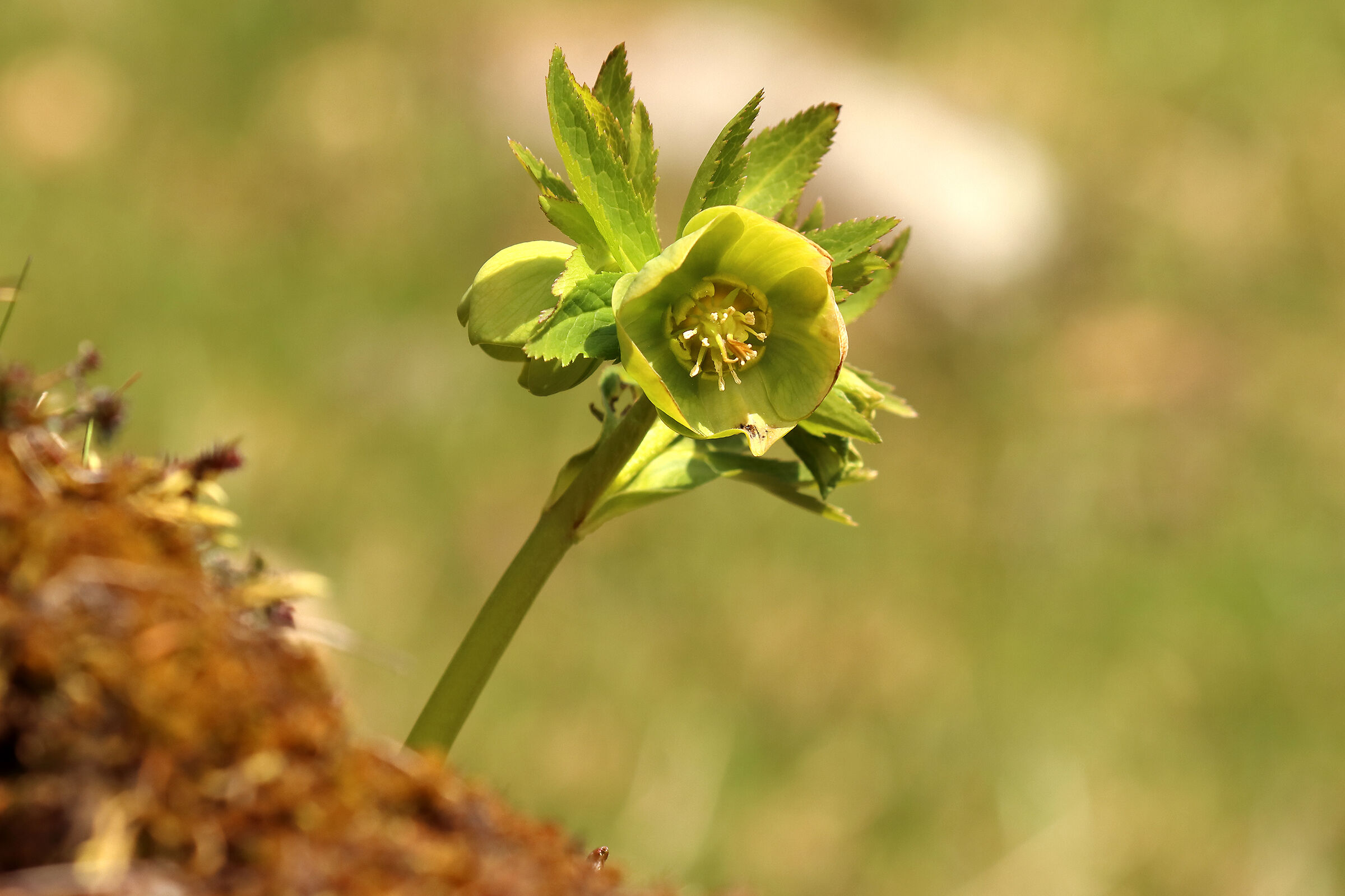 helleborus viridis
