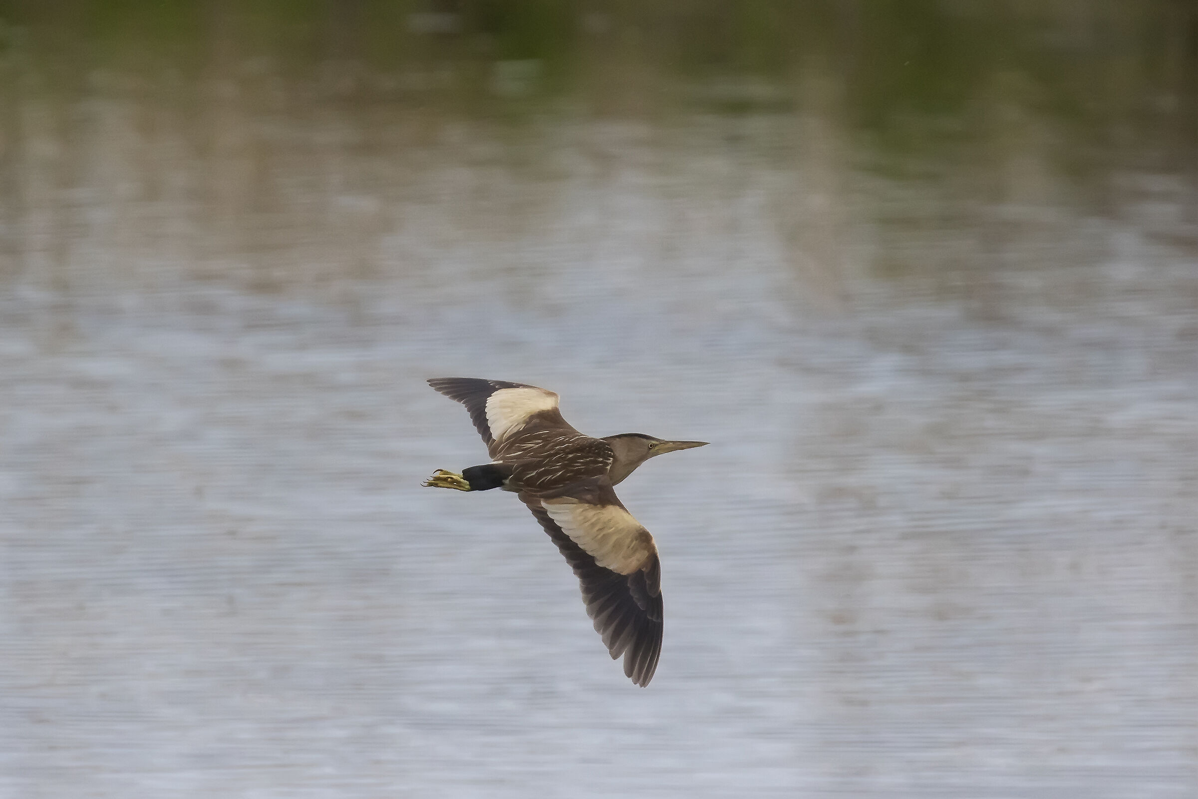 Il volo del Tarabusino