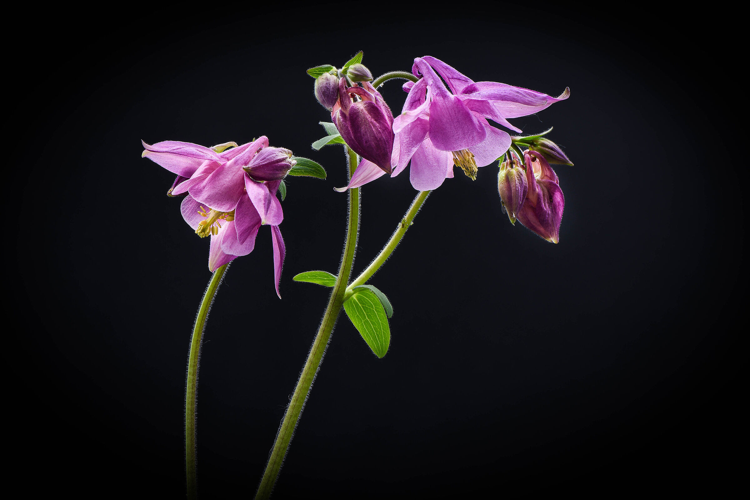 columbine.