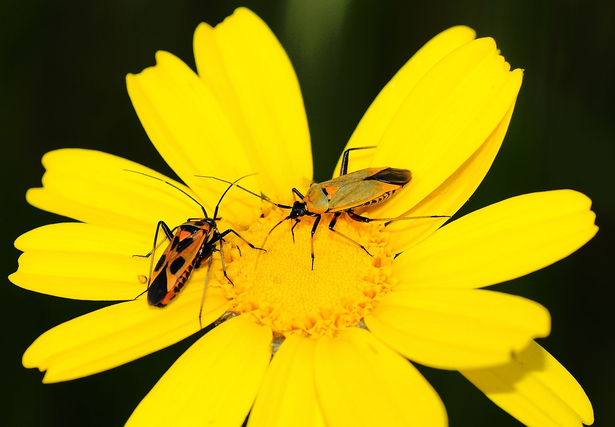 Questioni territoriali