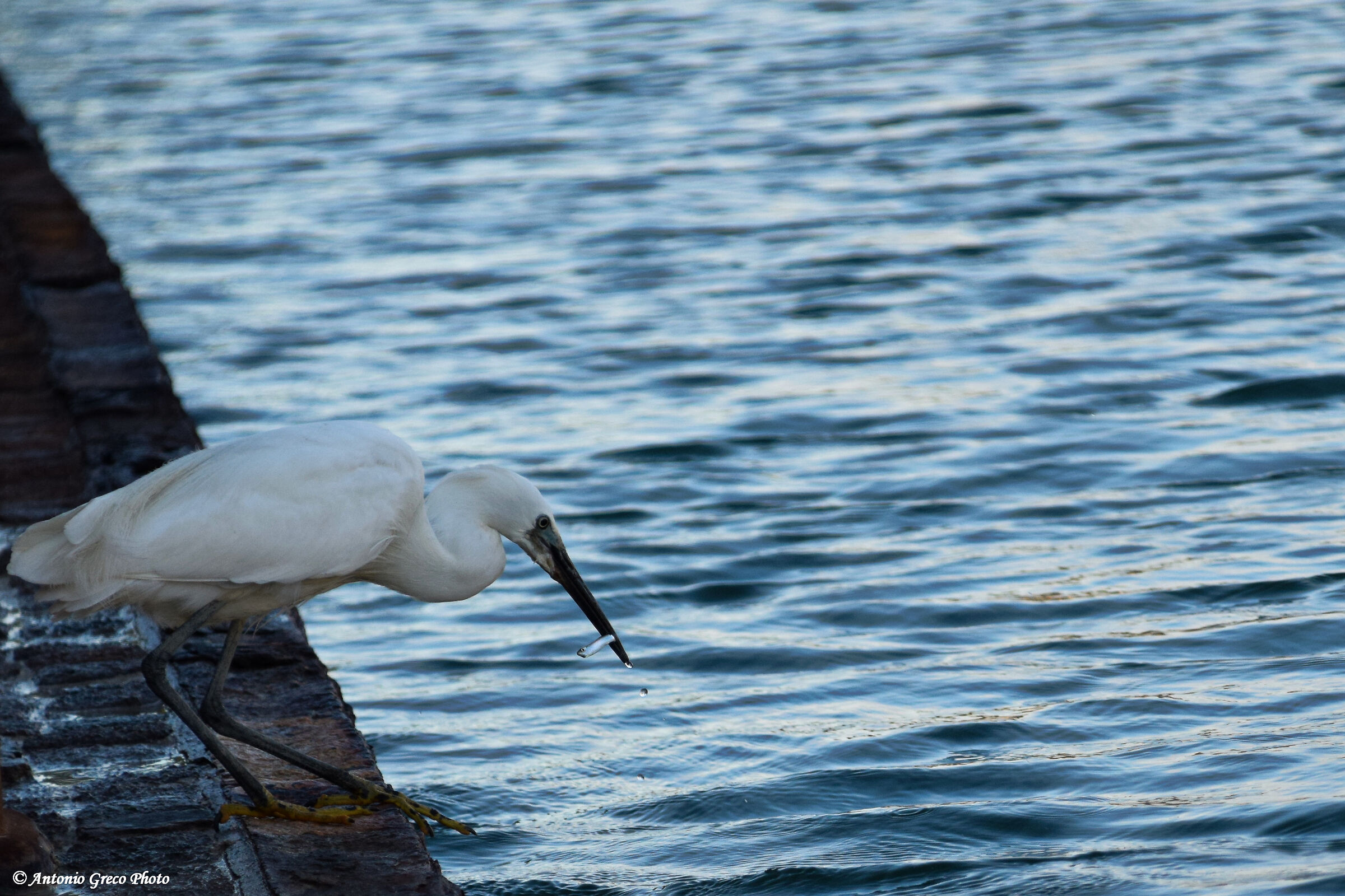 Poca cena , ma meglio di nulla!