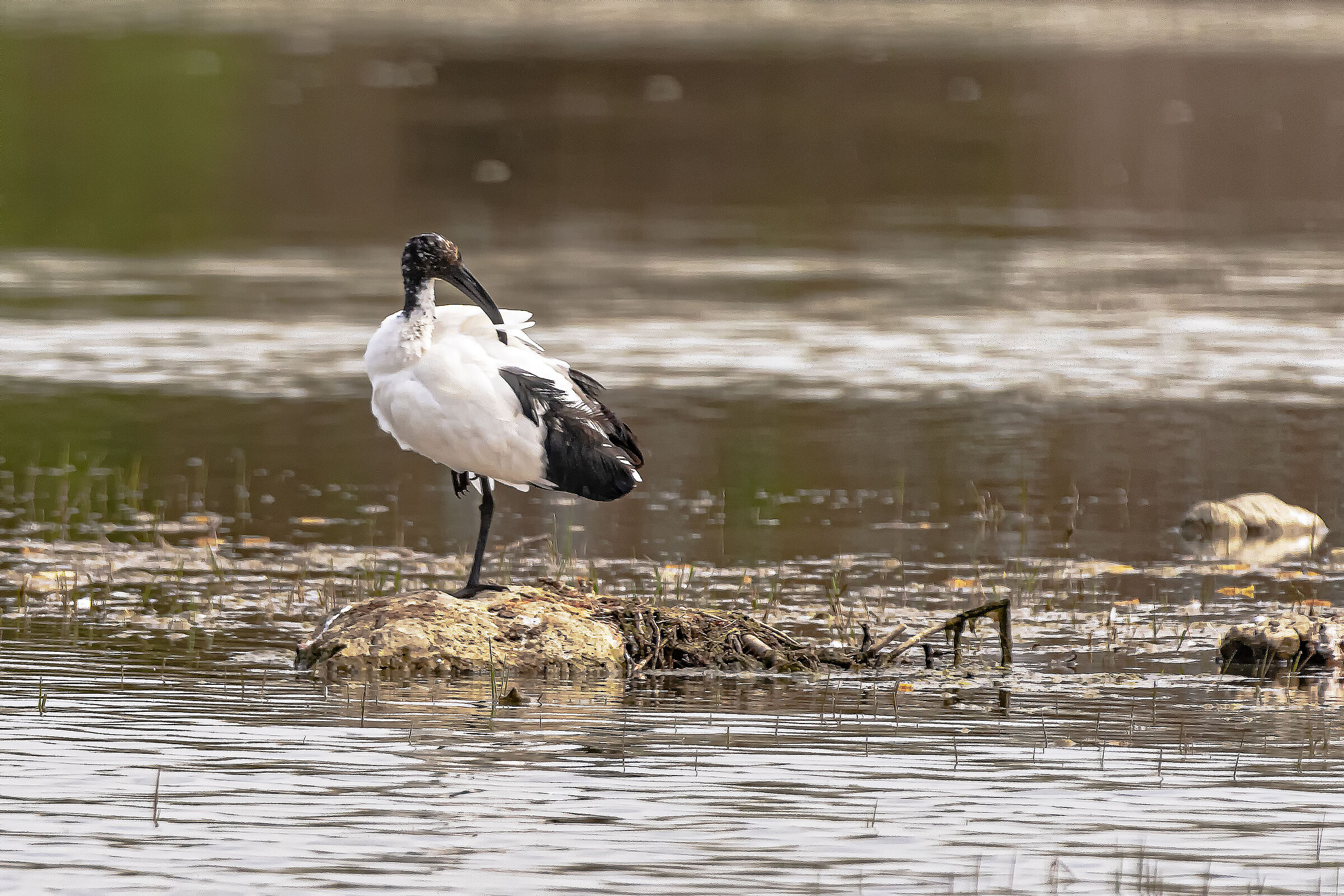Ibis Sacro, la cura del piumaggio