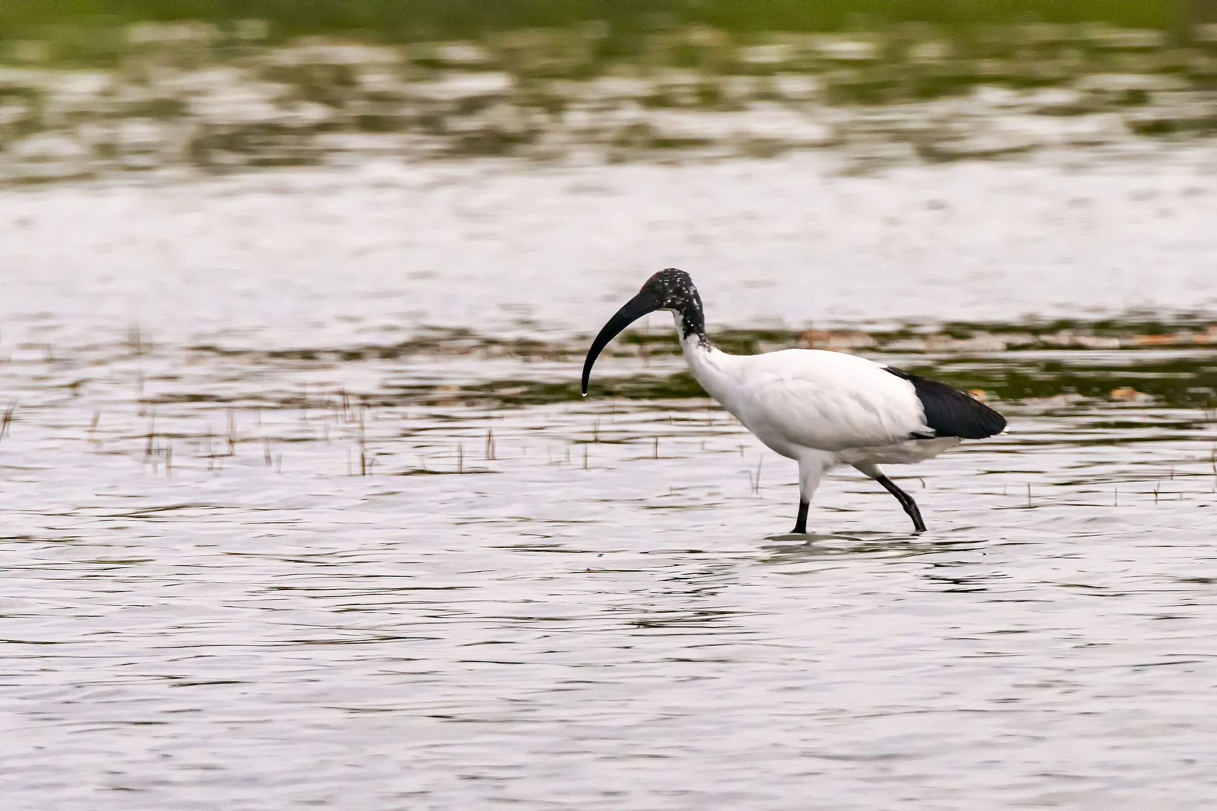 Ibis Sacro al passeggio