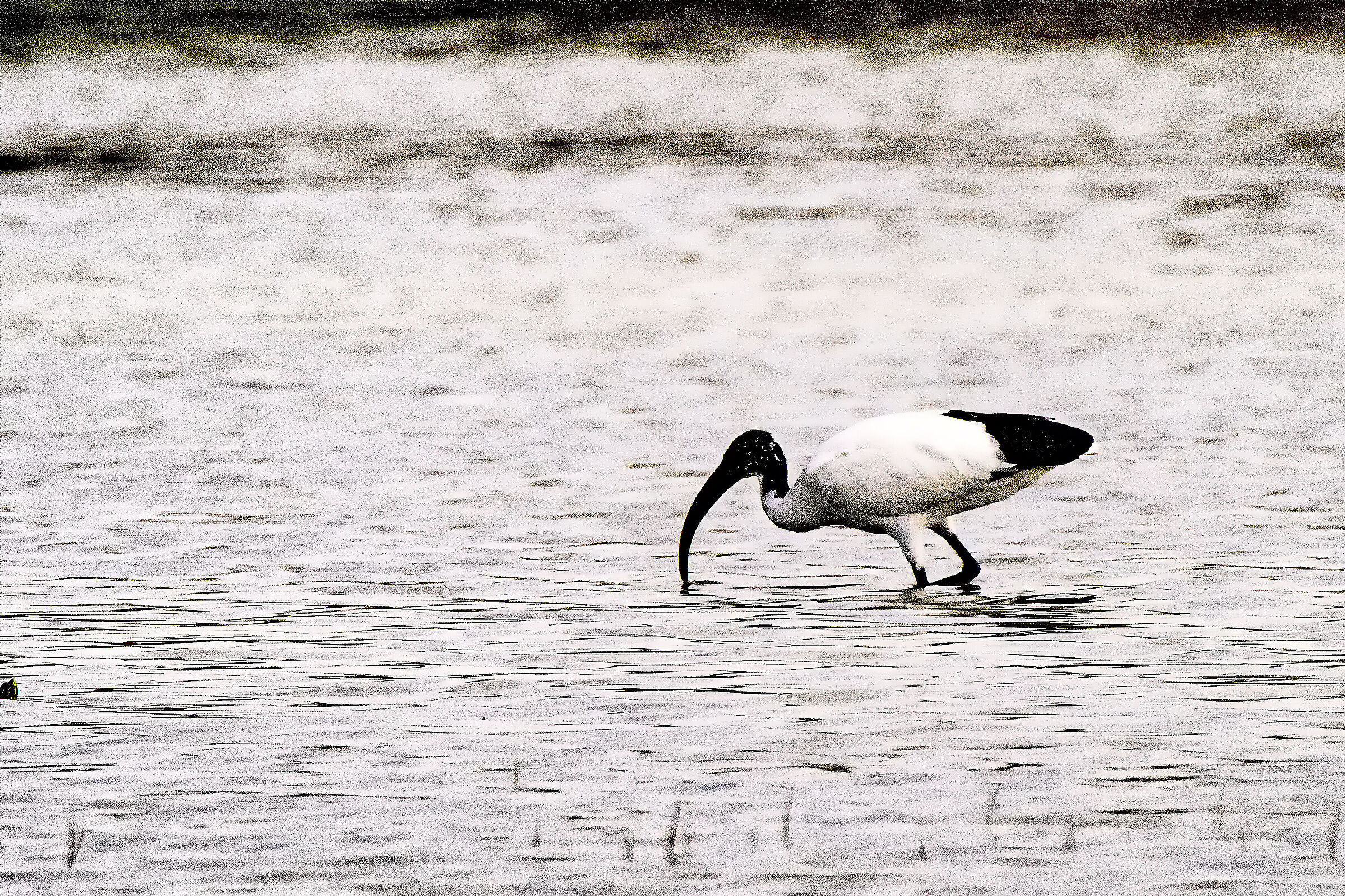 Ibis Sacro in caccia