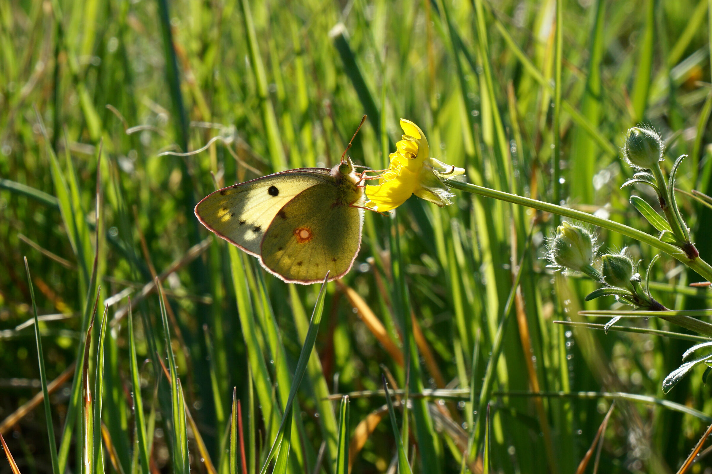 Colias crocea