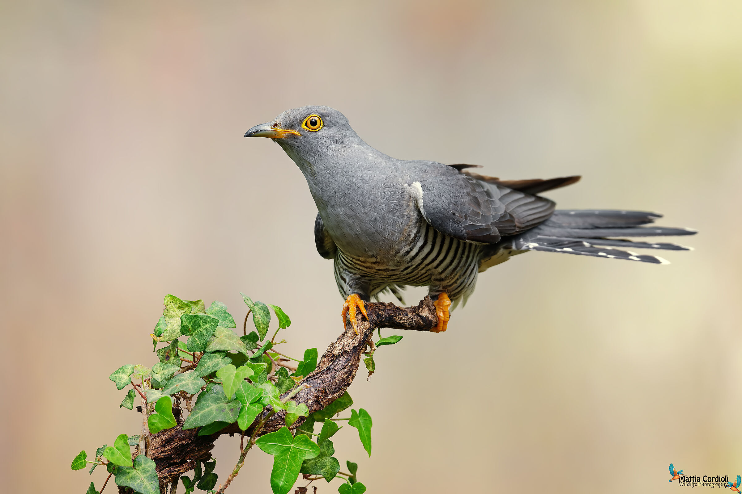 cuckoo