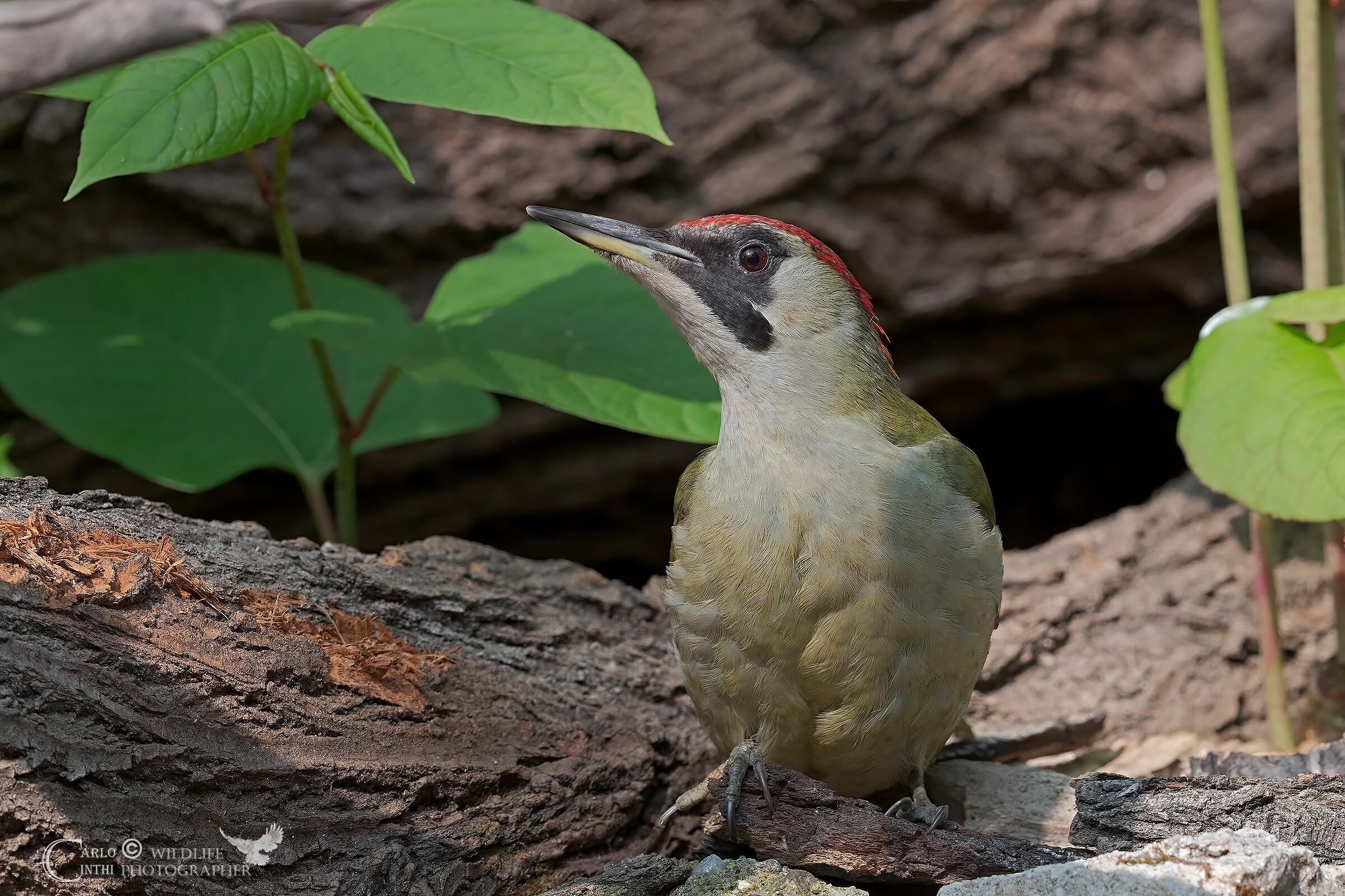 Female green woodpecker