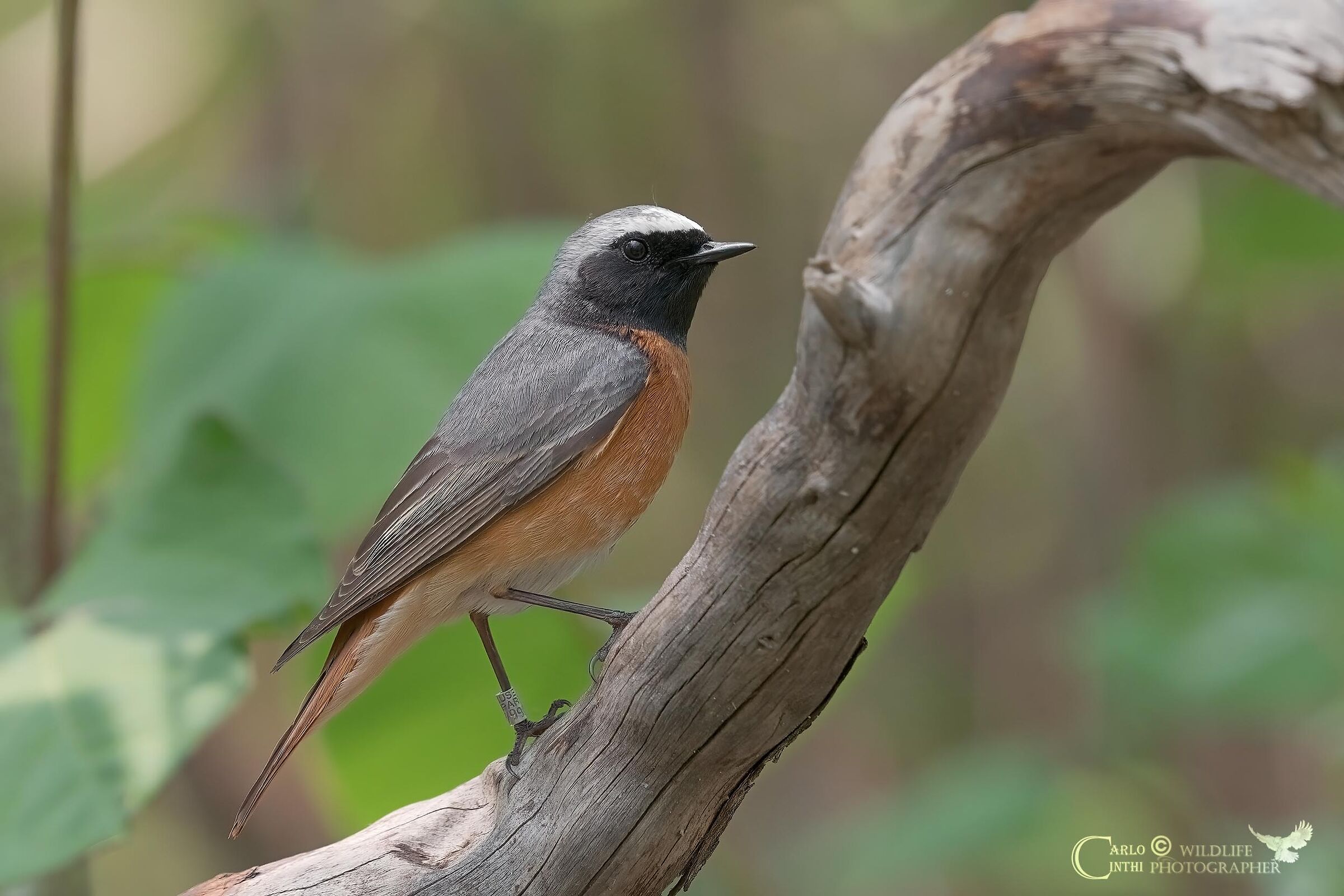 redstart