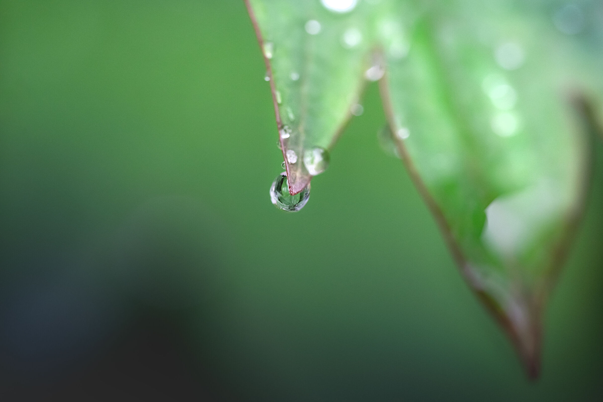 Raindrop