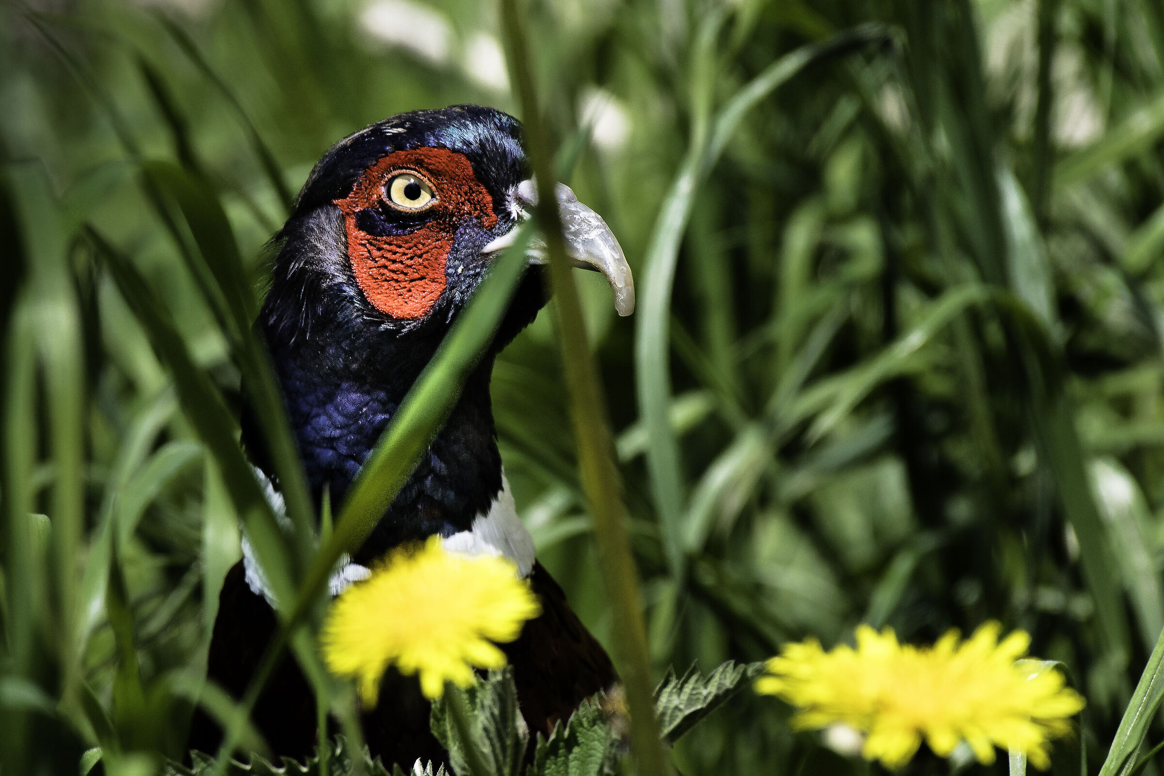 Sicuro, dietro i fili d'erba  nessuno mi vede