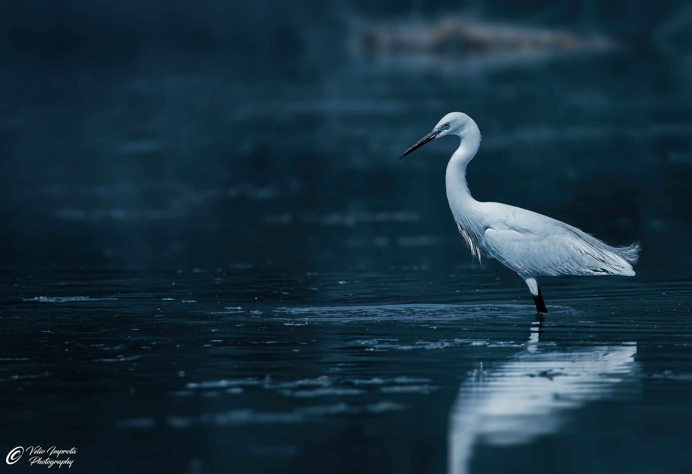 egret