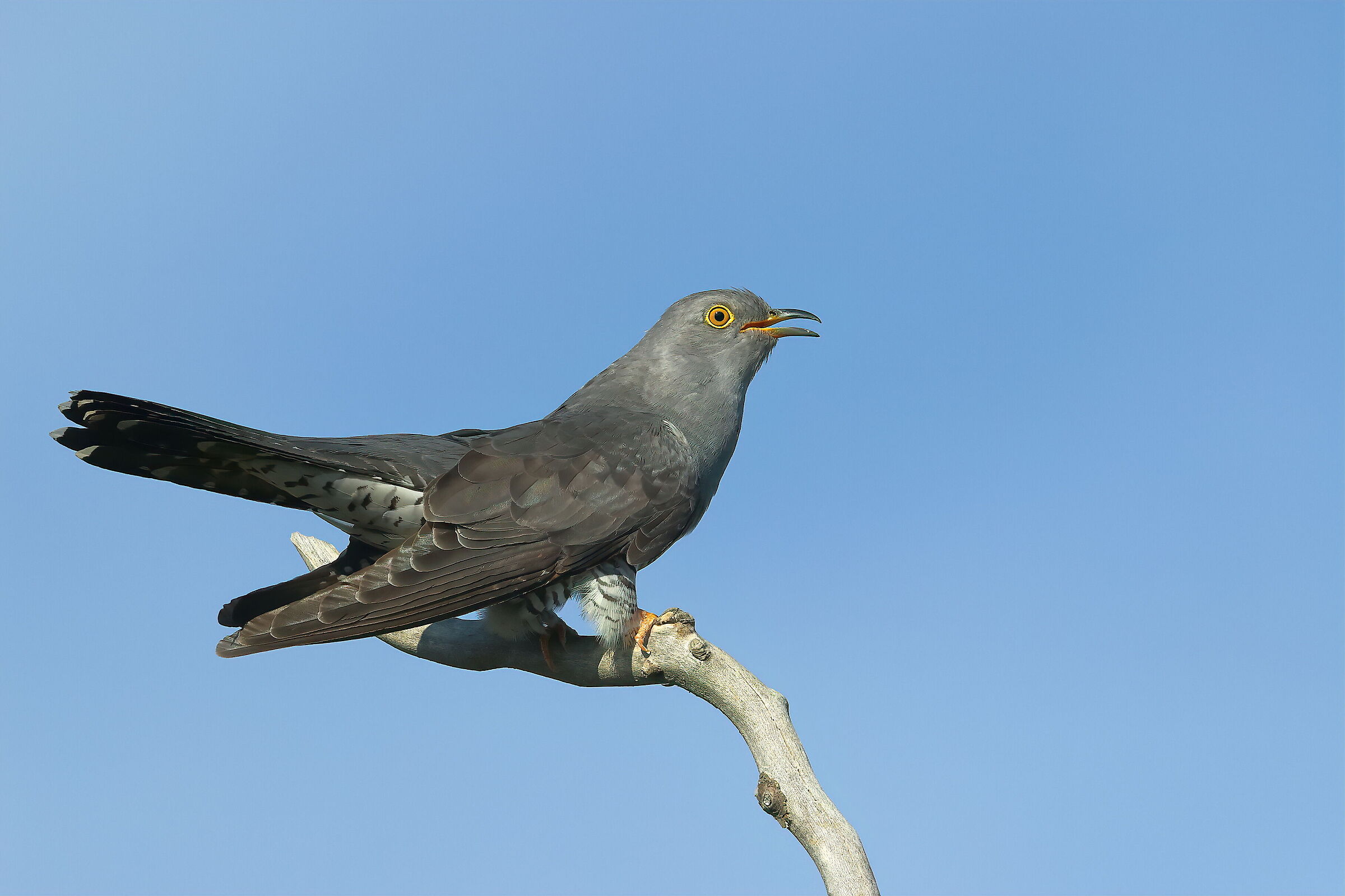 cuckoo