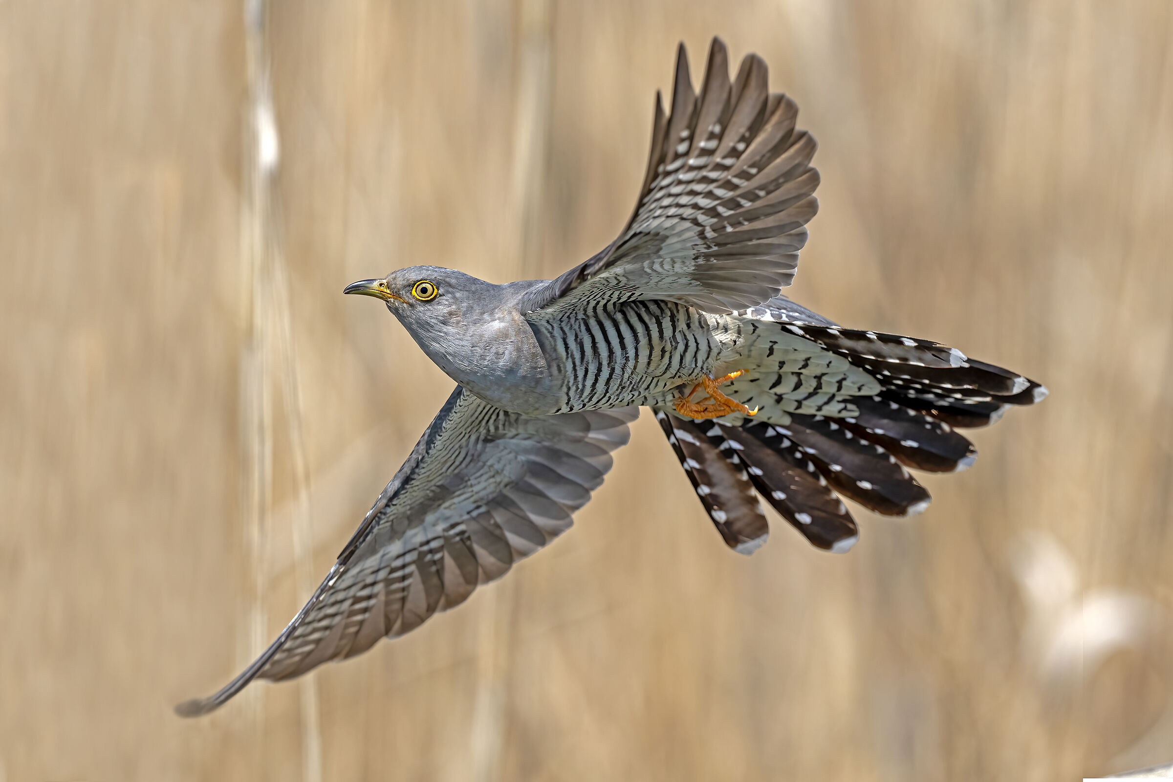 Cuckoo in flight