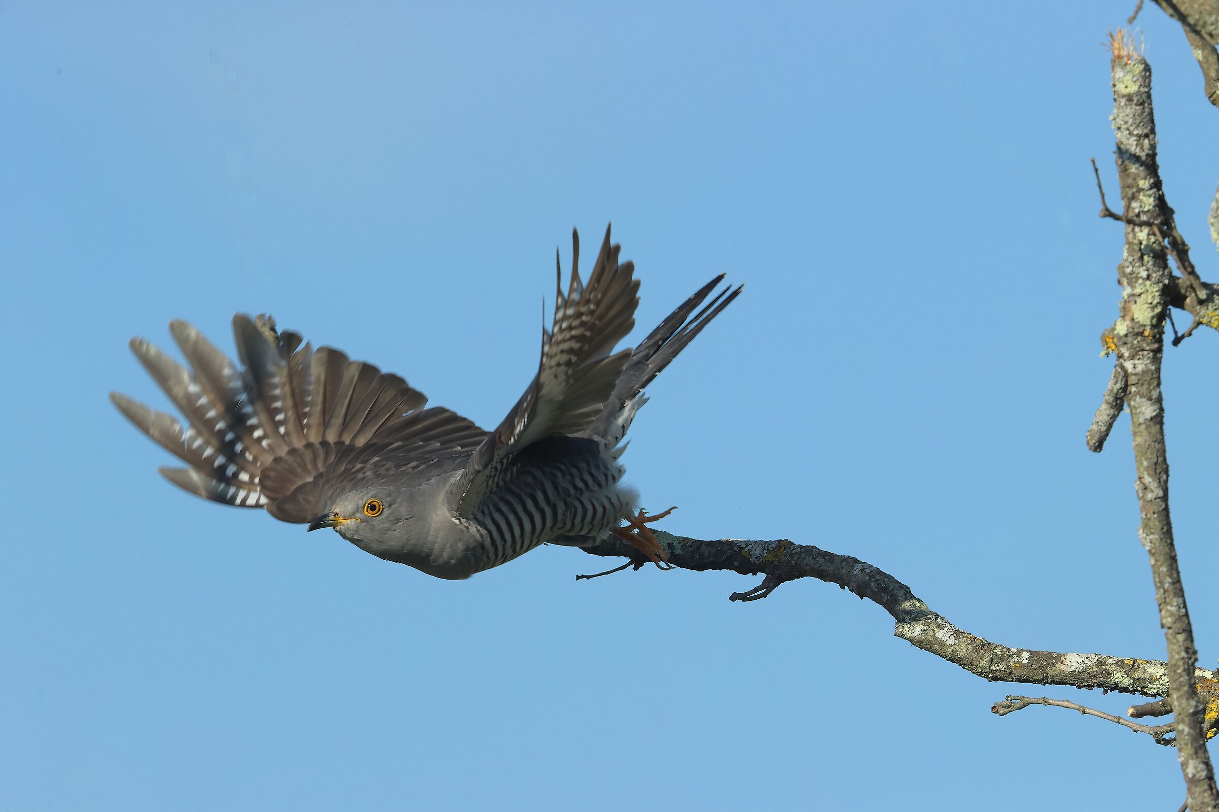 cuckoo