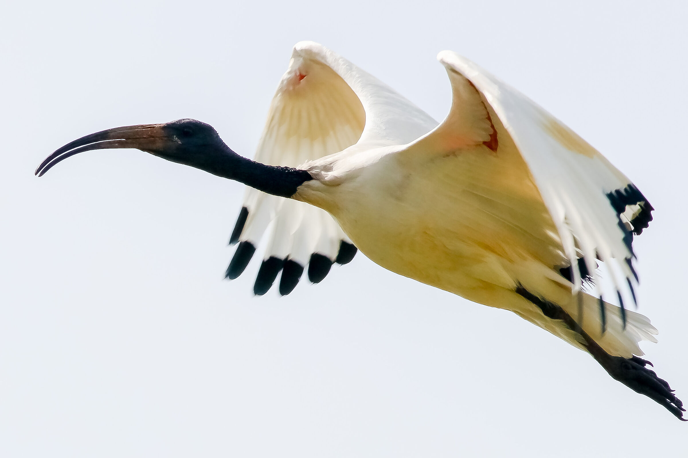 Ibis Sacro