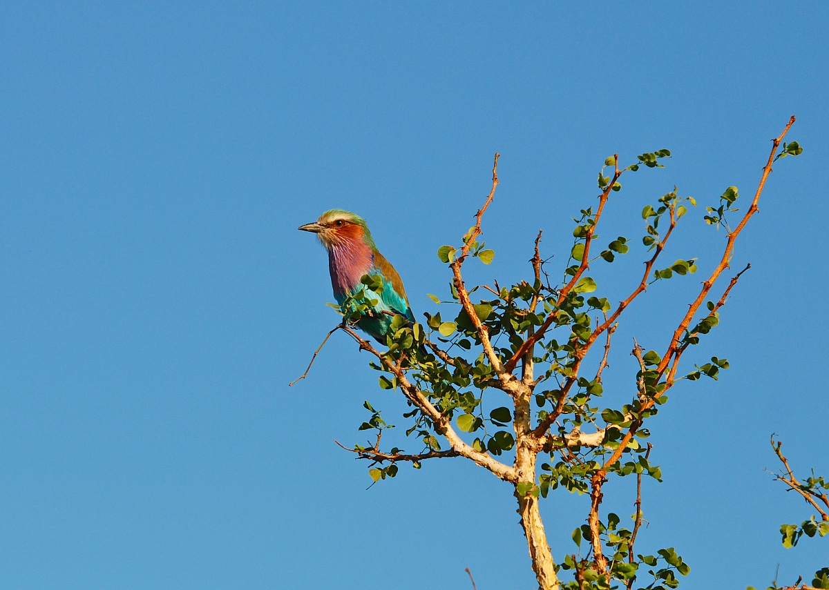 Lilacbreasted Roller / Coraciascaudautus