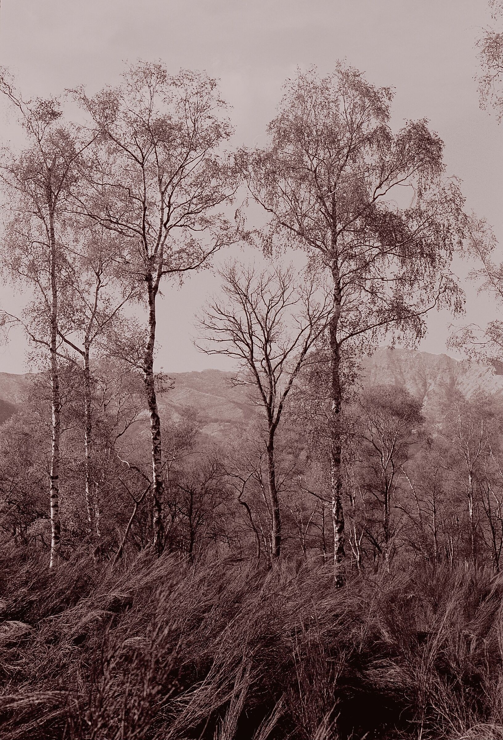 Birches and mountains