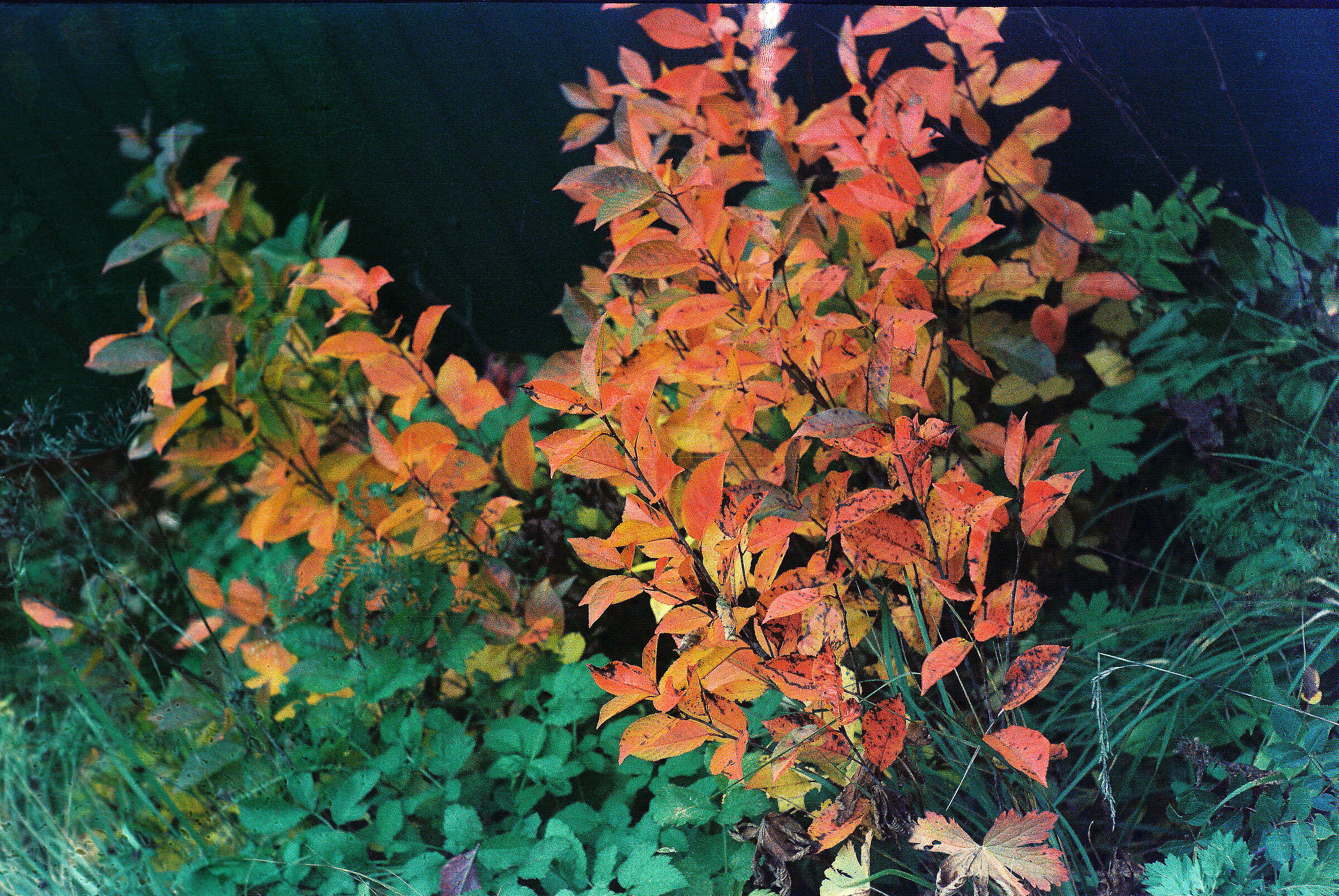 Fire dance (A Garden of Soul)