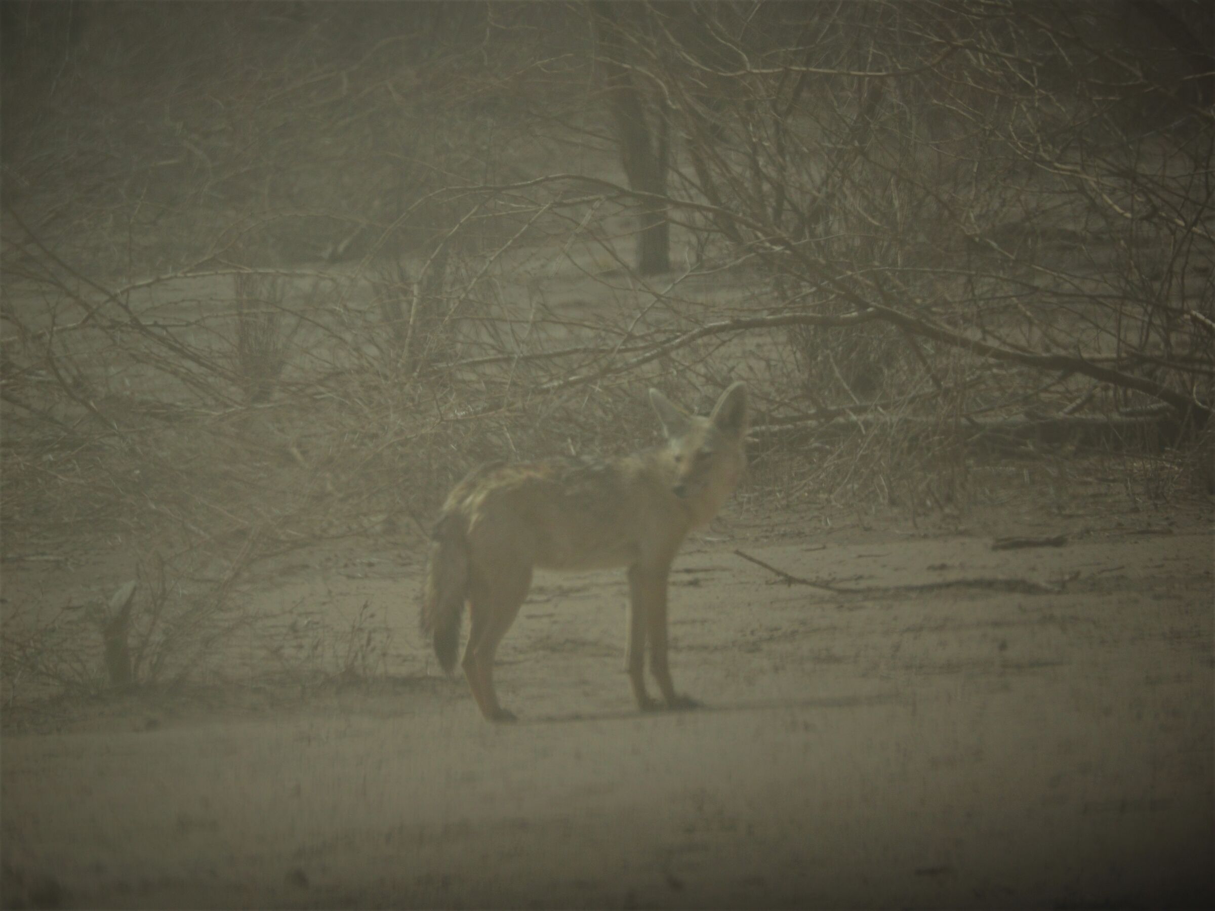 jackal in ethiopia's sandstorm
