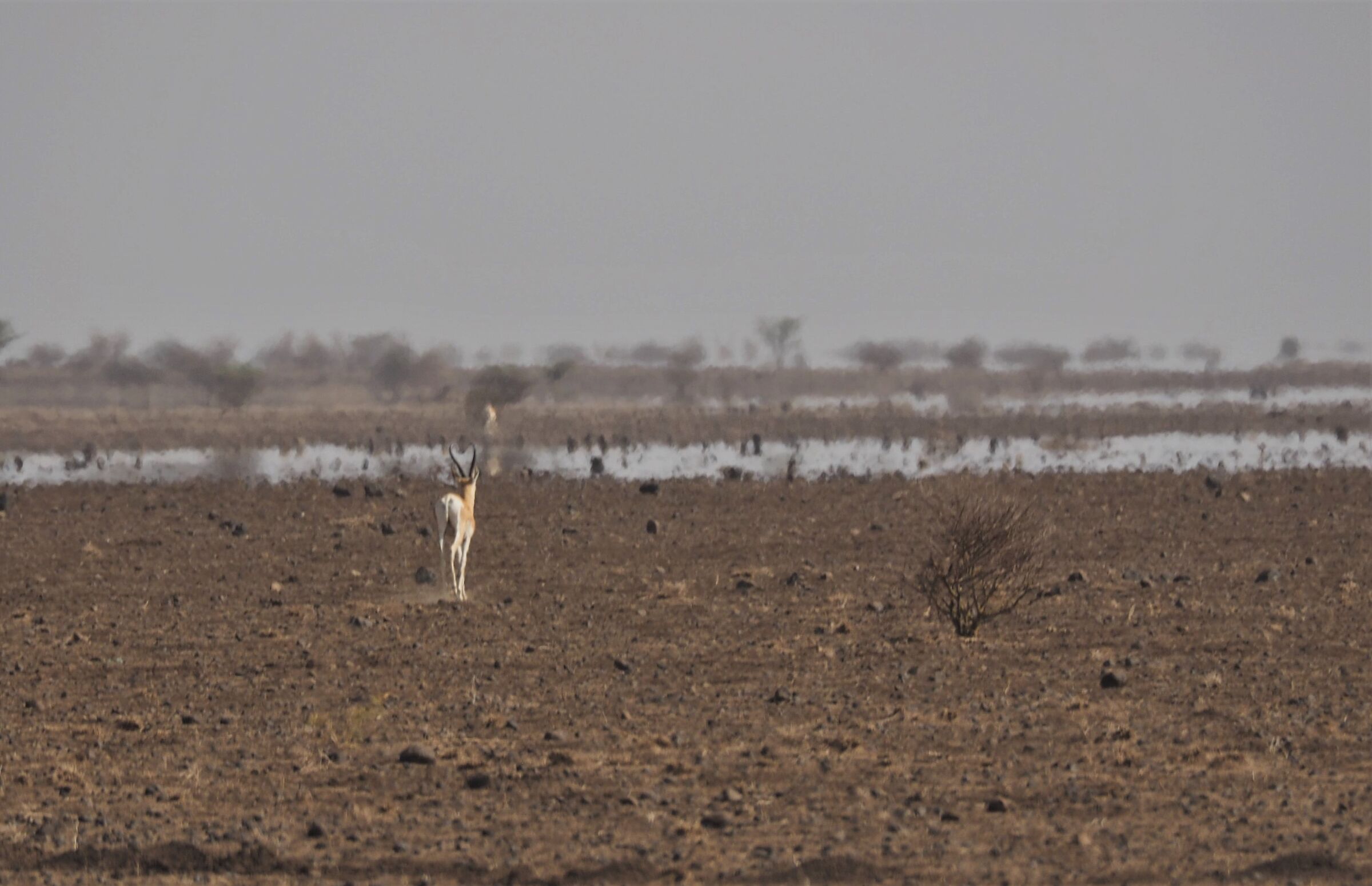 Ethiopian mirage