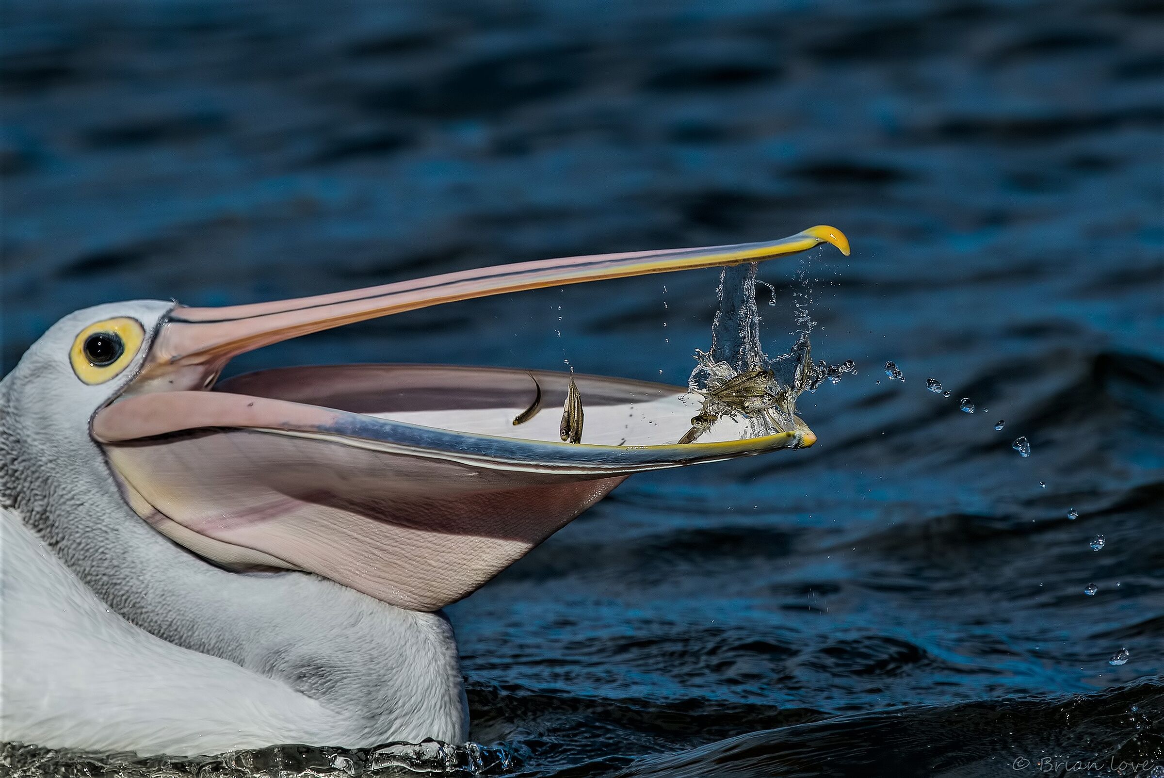 Australian pelican (Pelecanus conspicillatus)