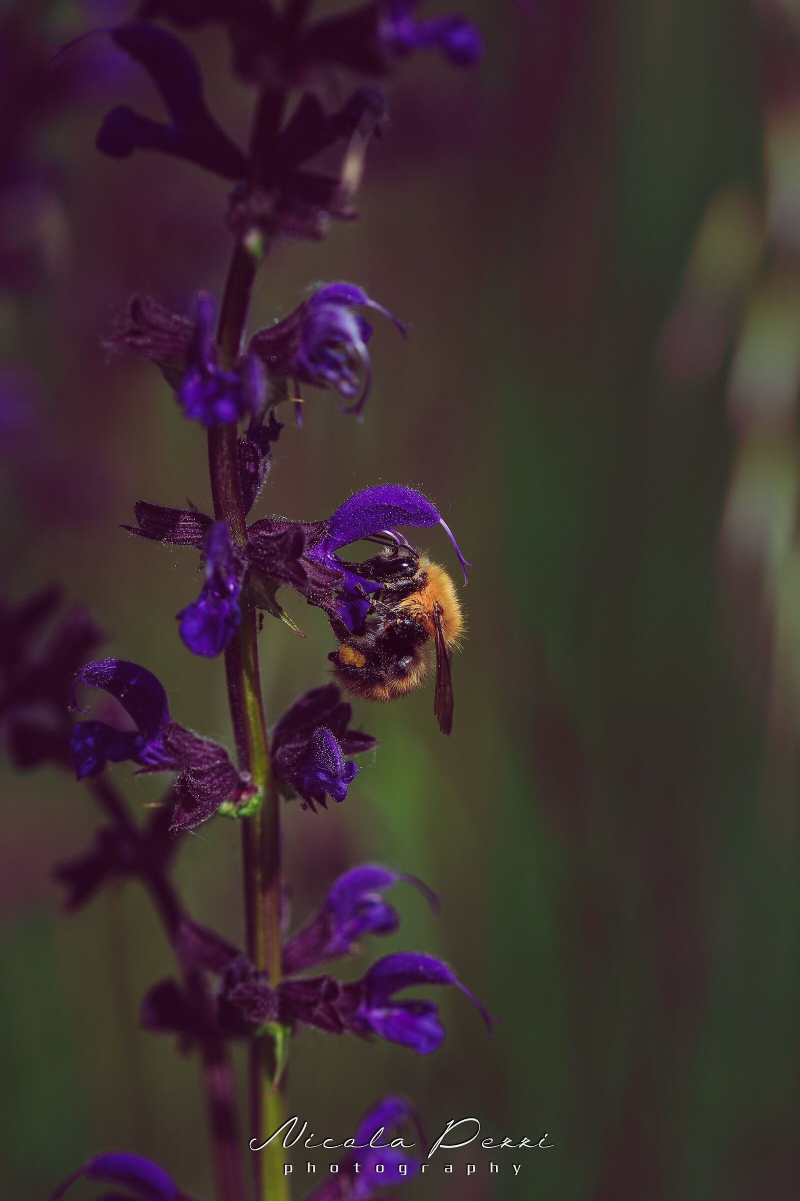 Bee
