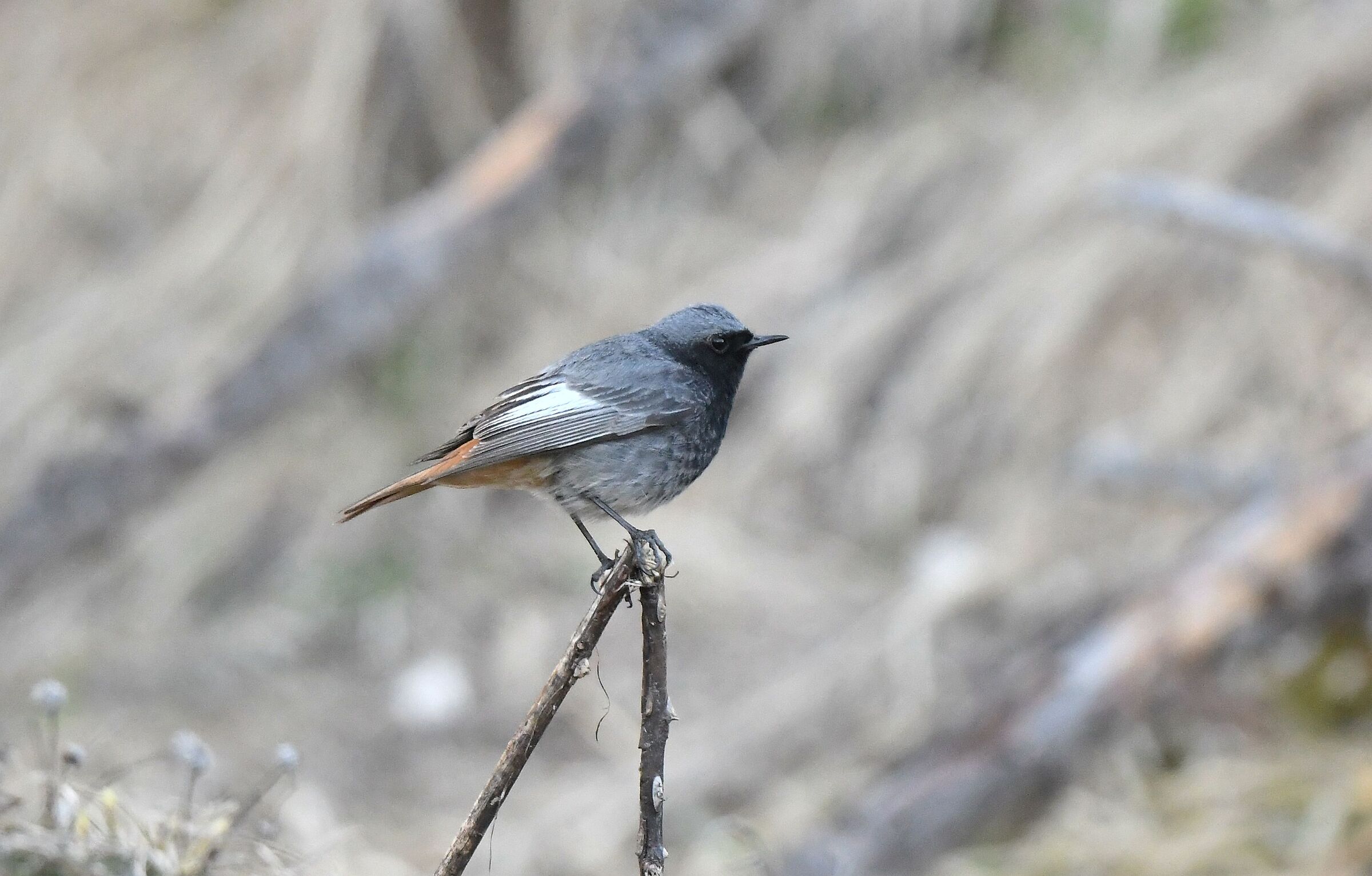 codirosso spazzacamino