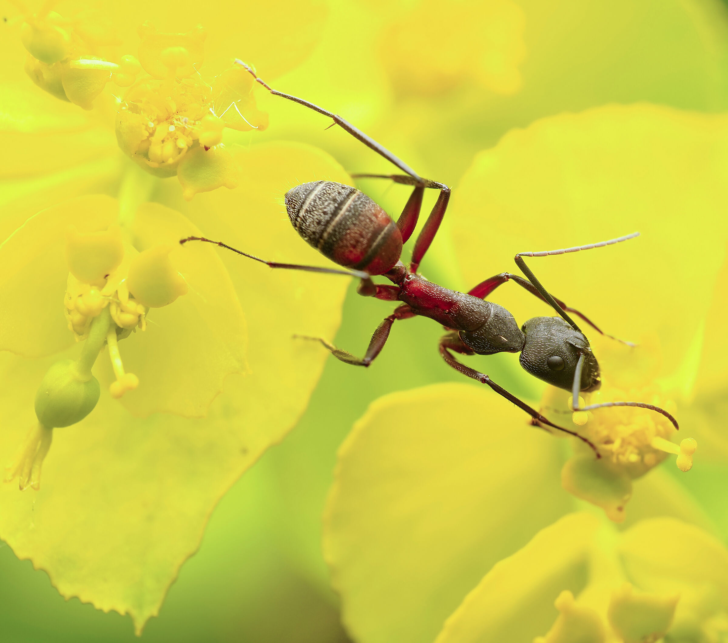 camponotus sp.