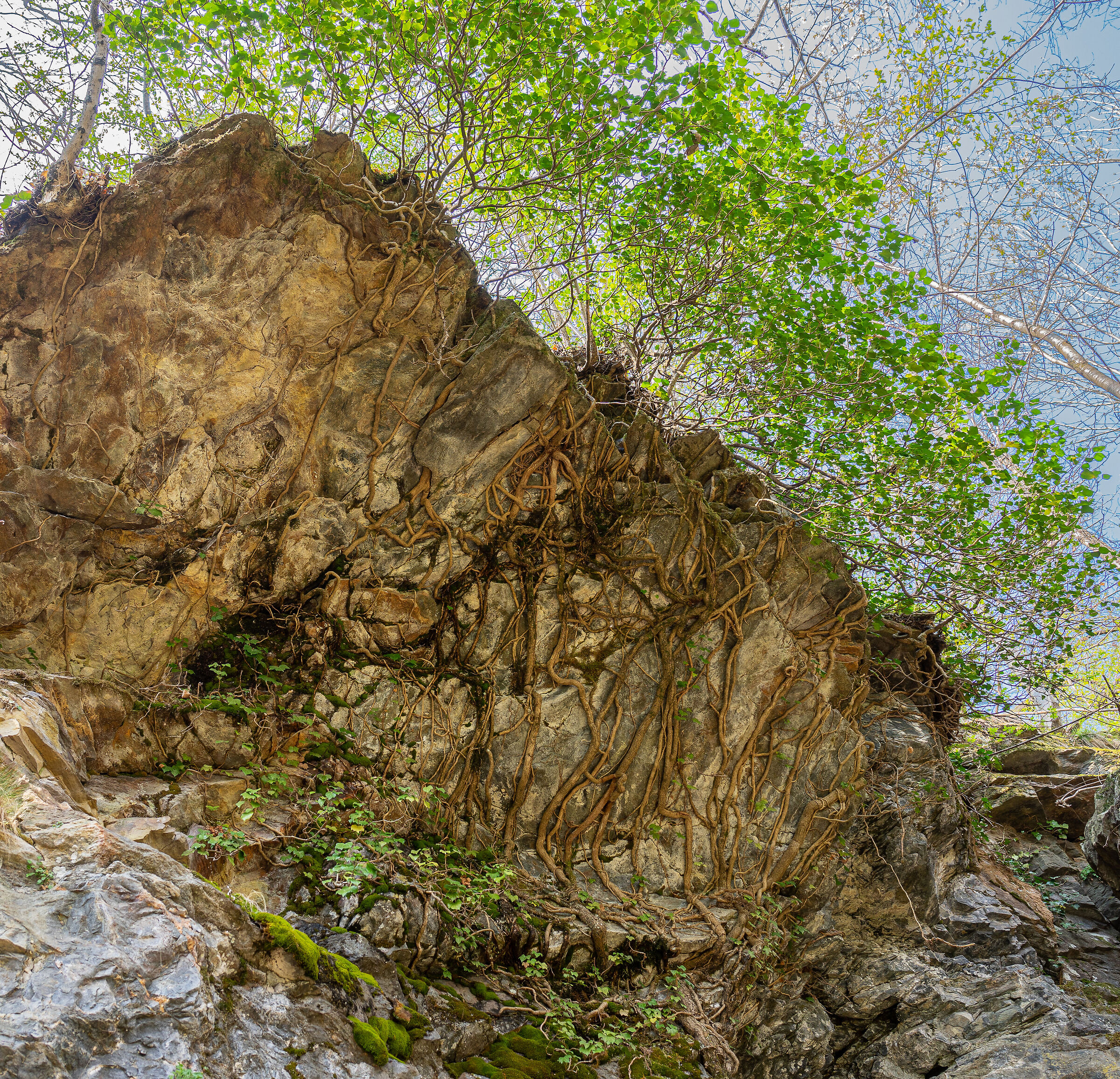 Un albero sulla roccia