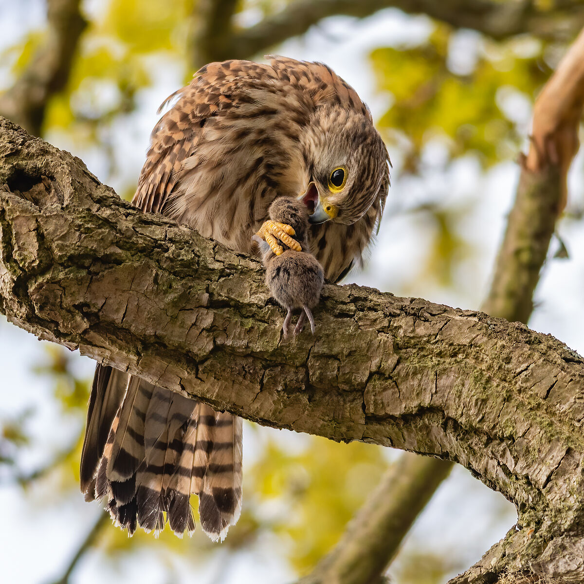 Lunchtime in the forest