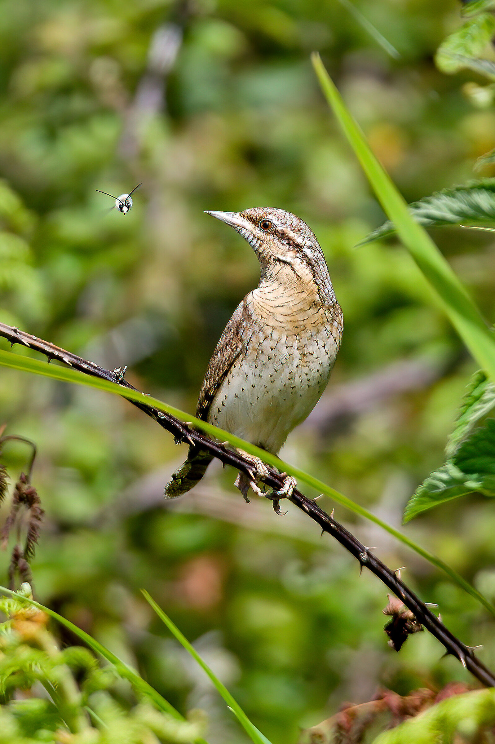 iL torcicollo E i'insetto