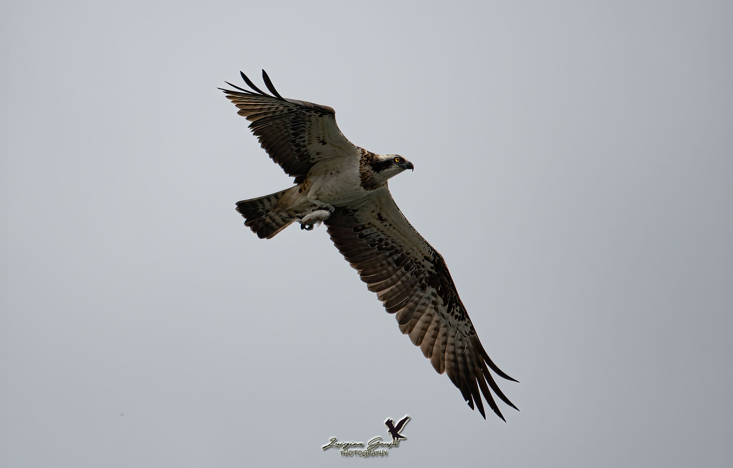 Osprey with prey