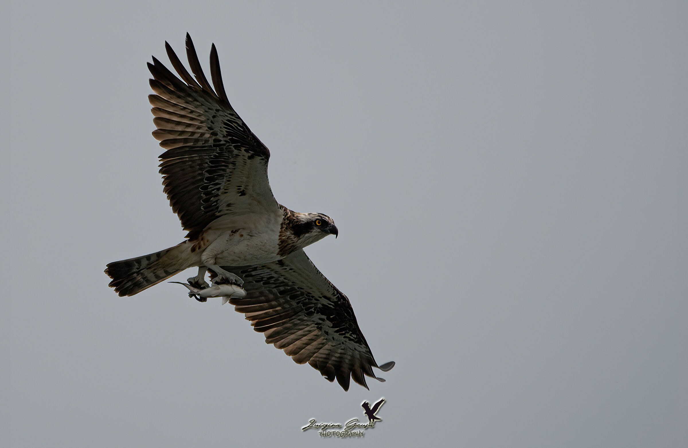 Osprey on the hunt