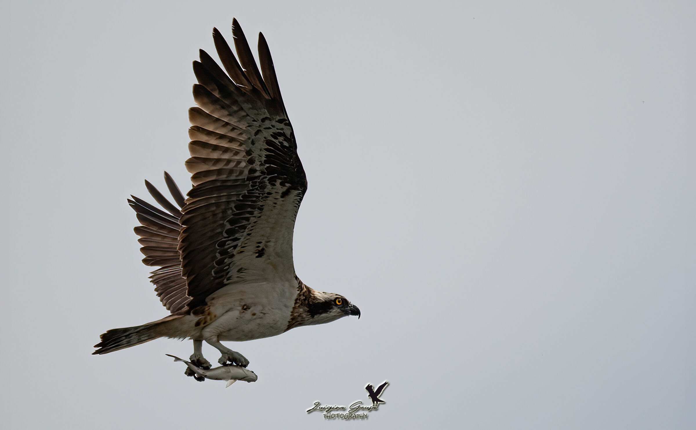 Osprey scored