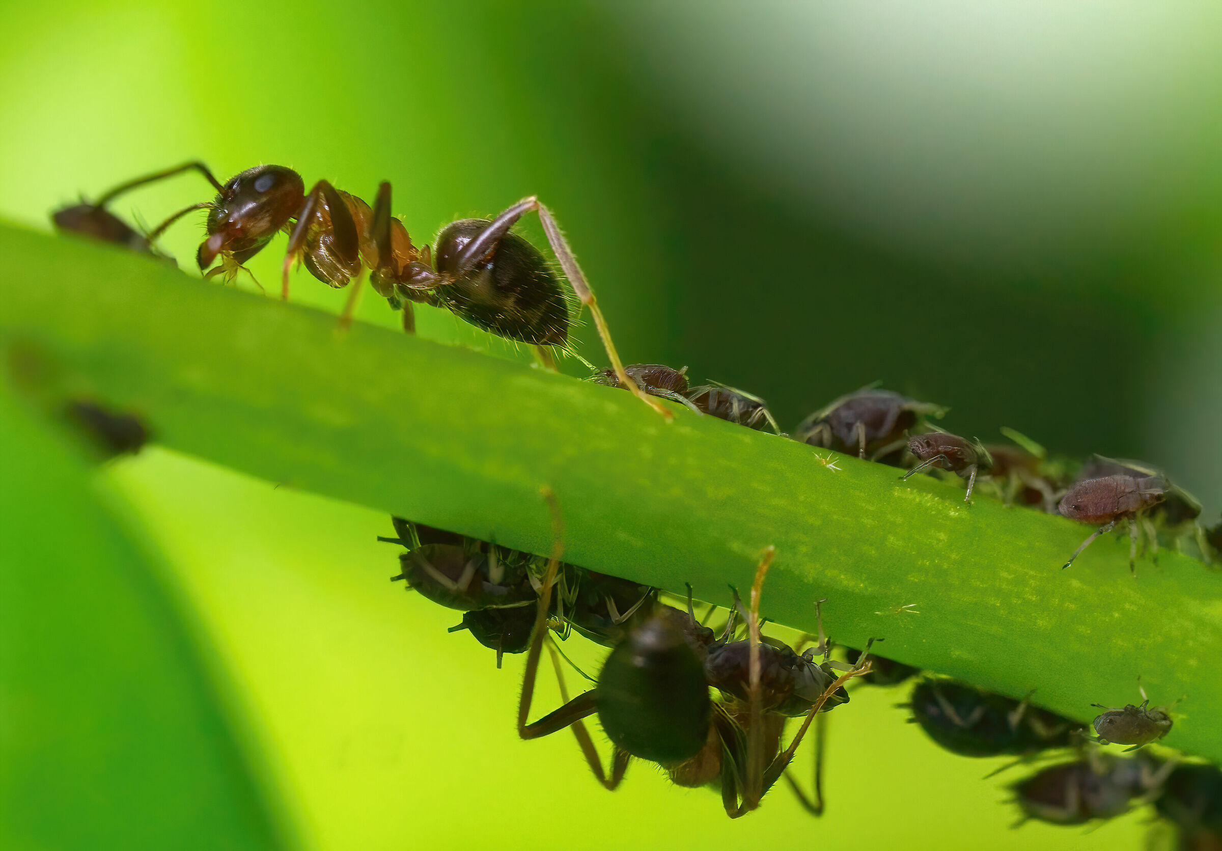 The symbiosis between ants and trusts