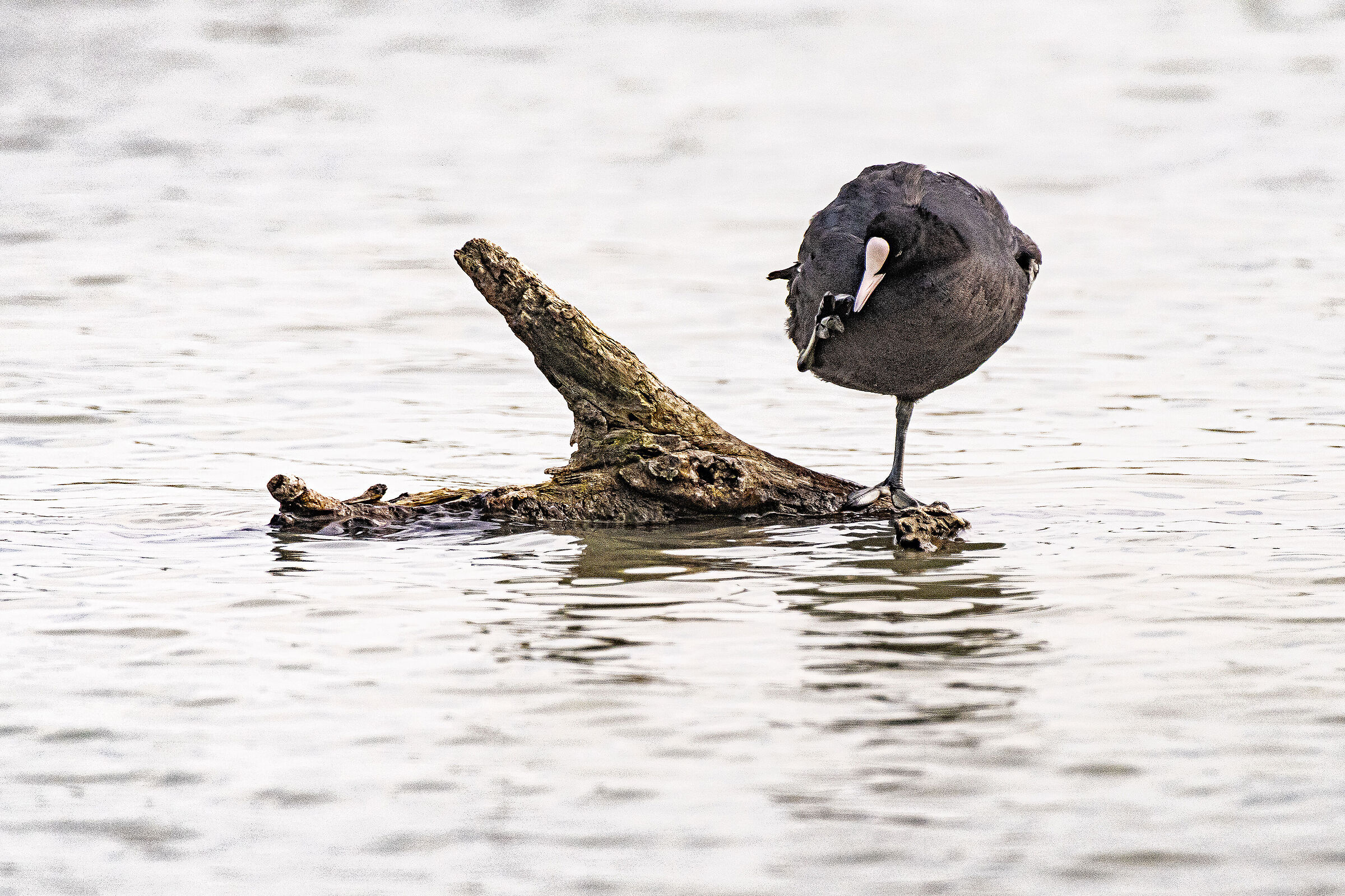 Oggi mi prude il becco!