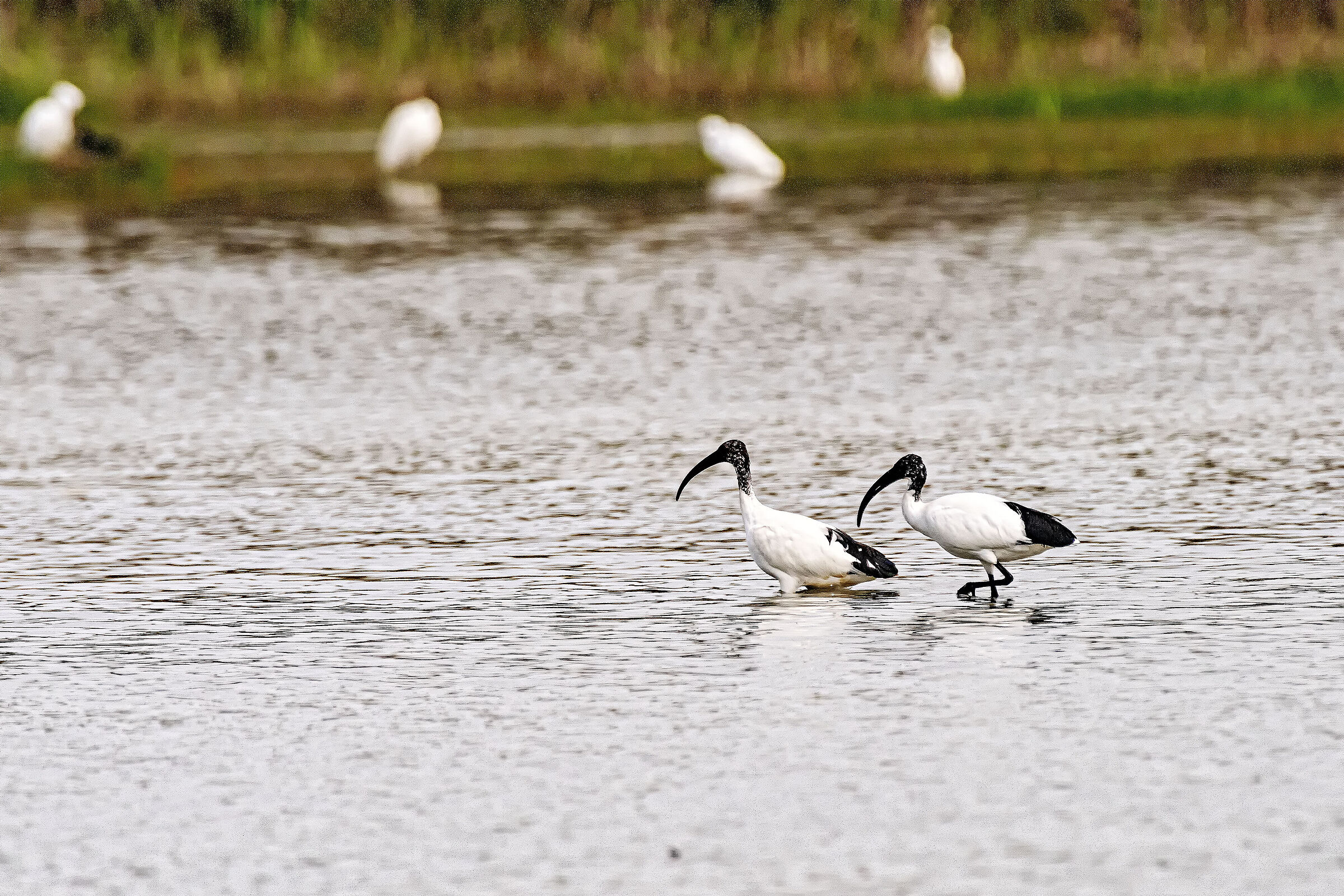 Ibis Sacro e Garzette