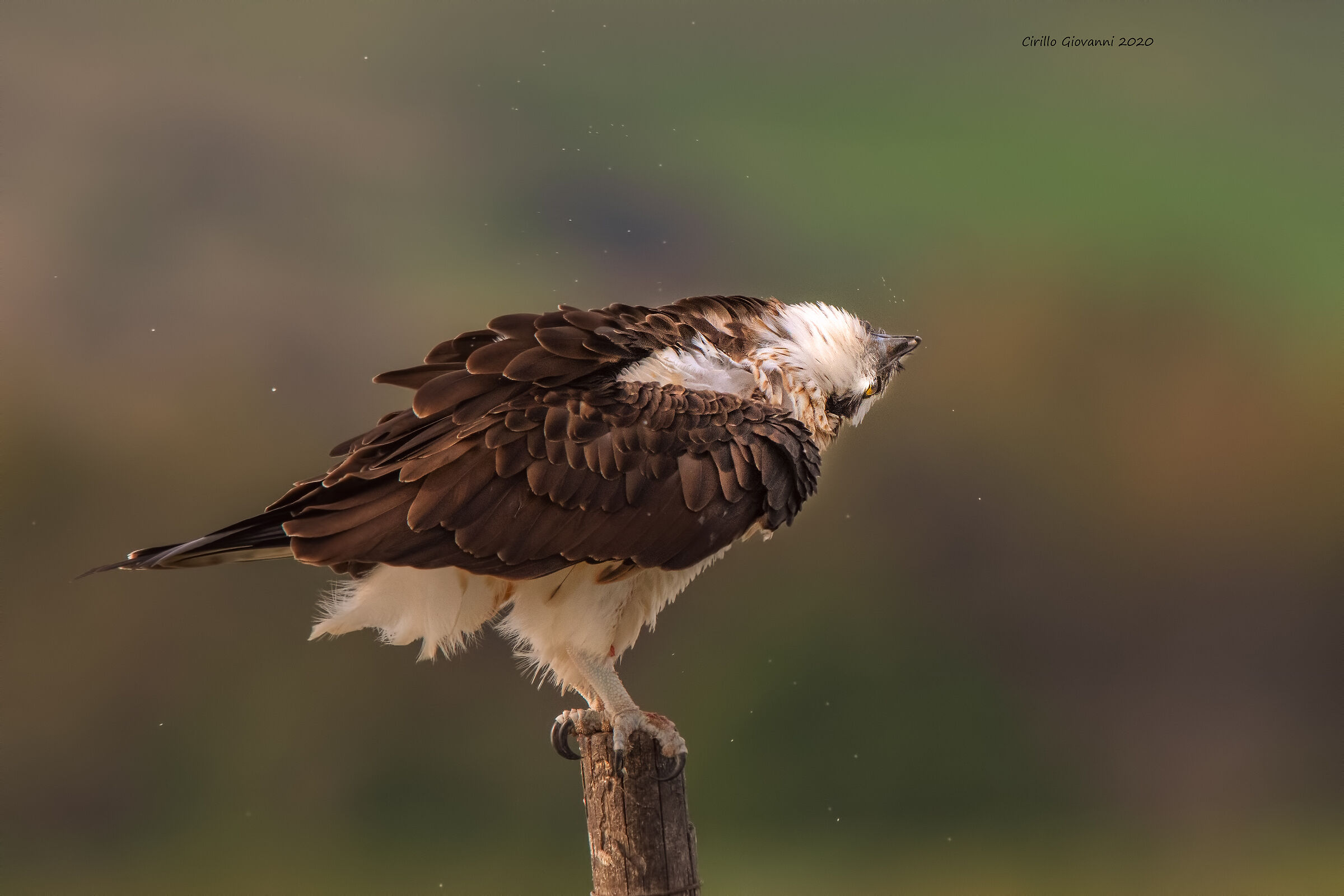 Falco pescatore under the rain