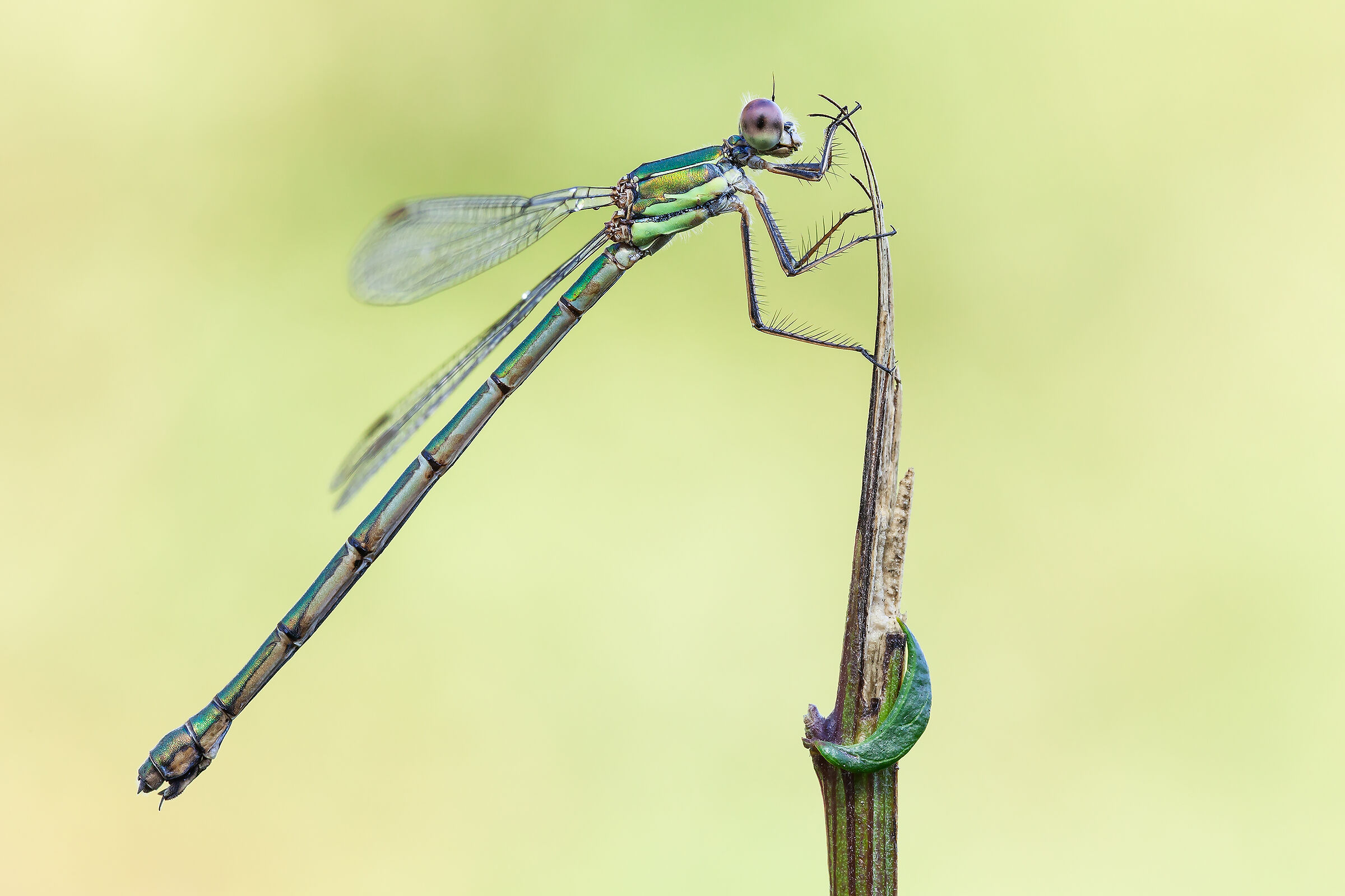 Lestes vividis