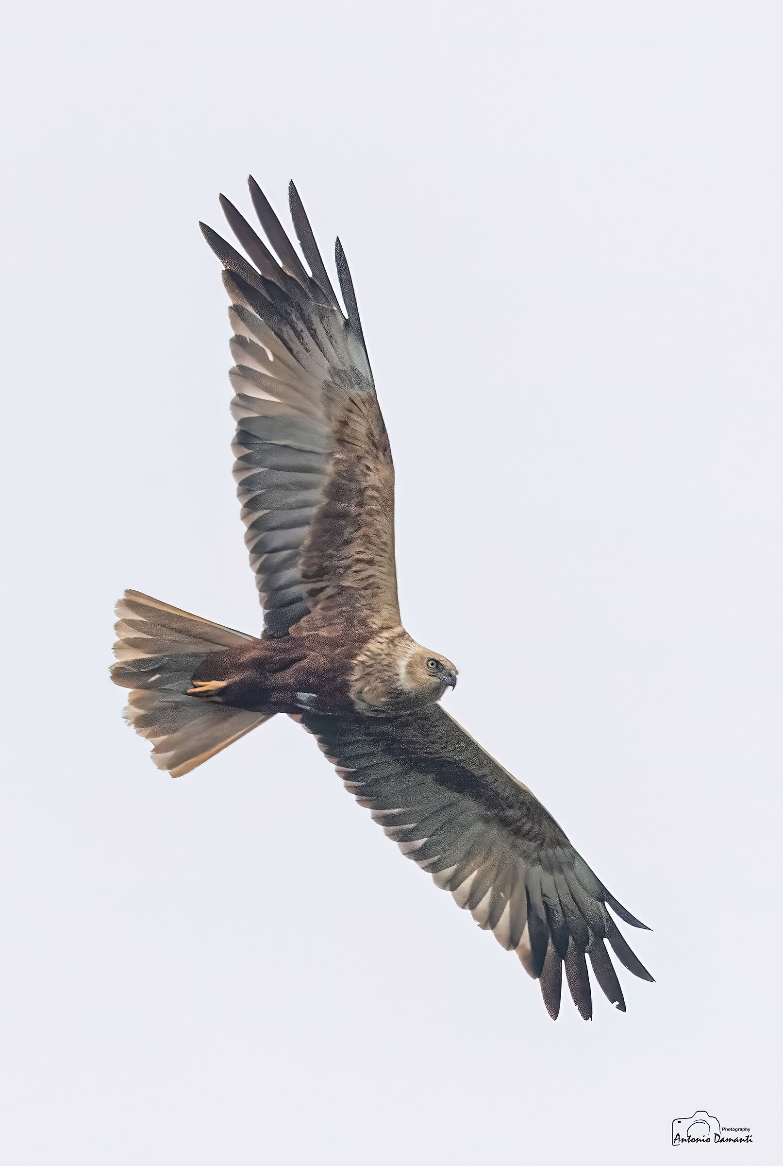 Male Swamp Falcon