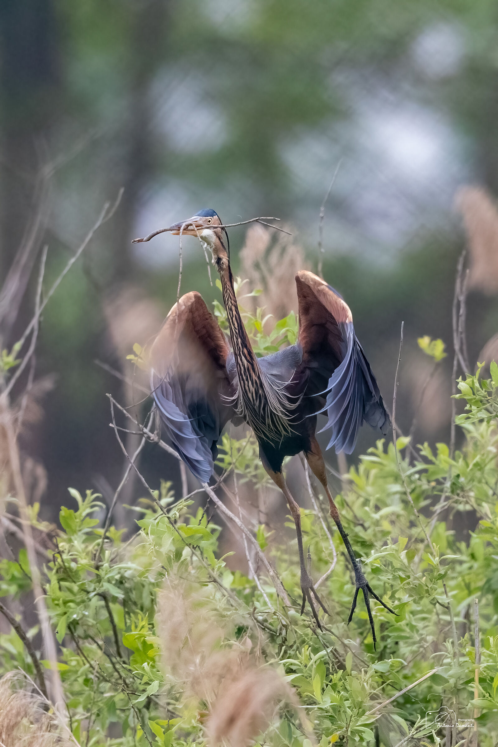 Red heron with ilnido material