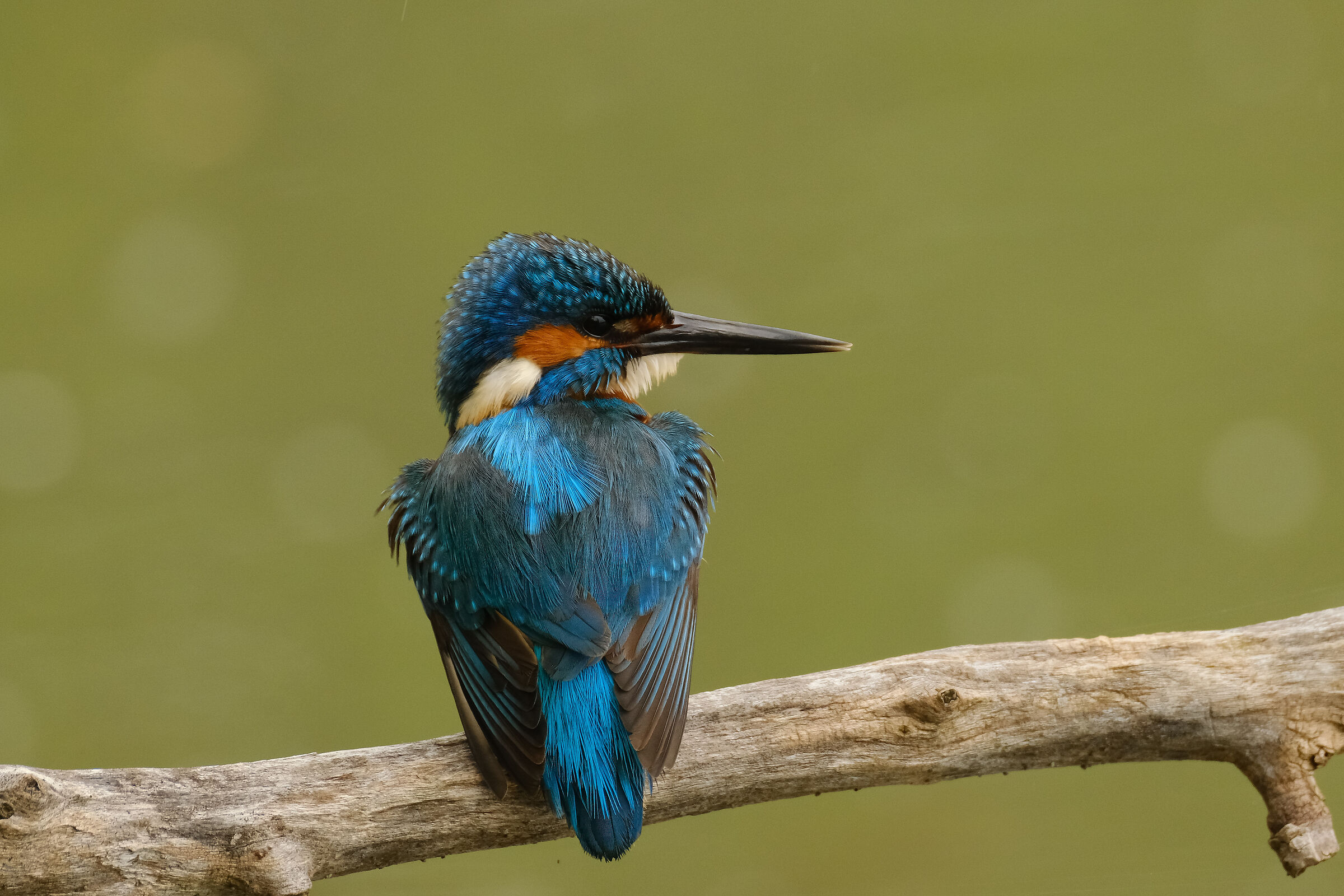 Martino con le mostrine...