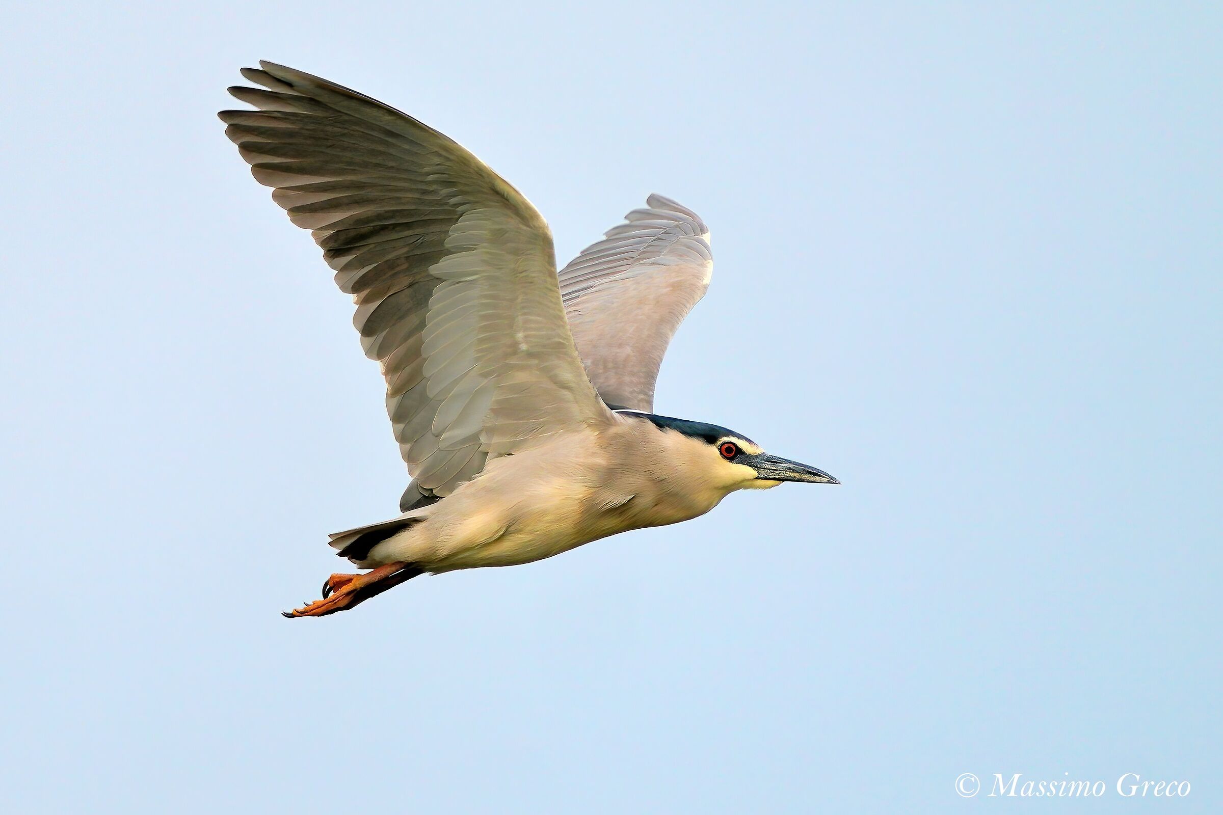 nitticora  Nycticorax nycticorax