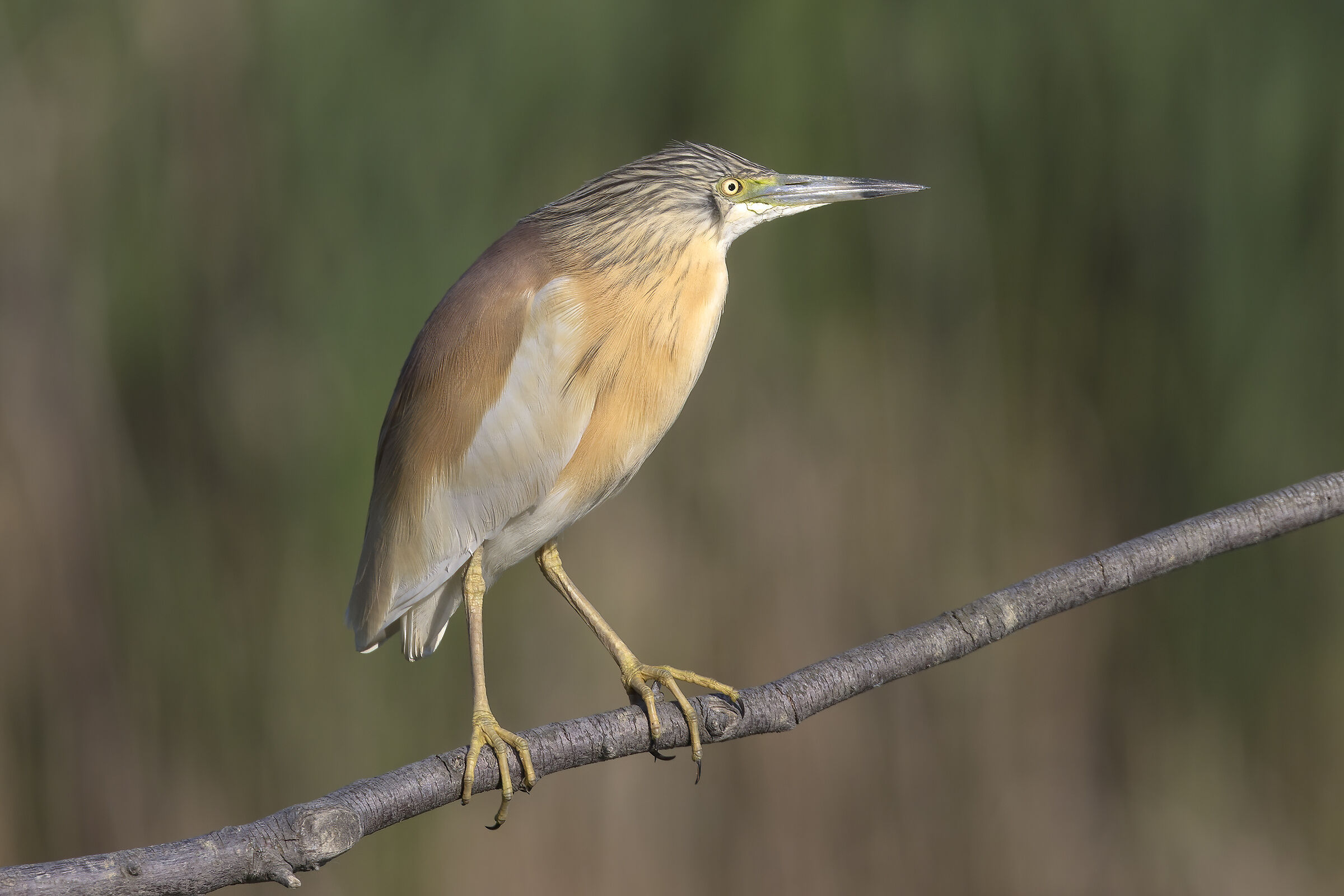 prove di post per r5/6