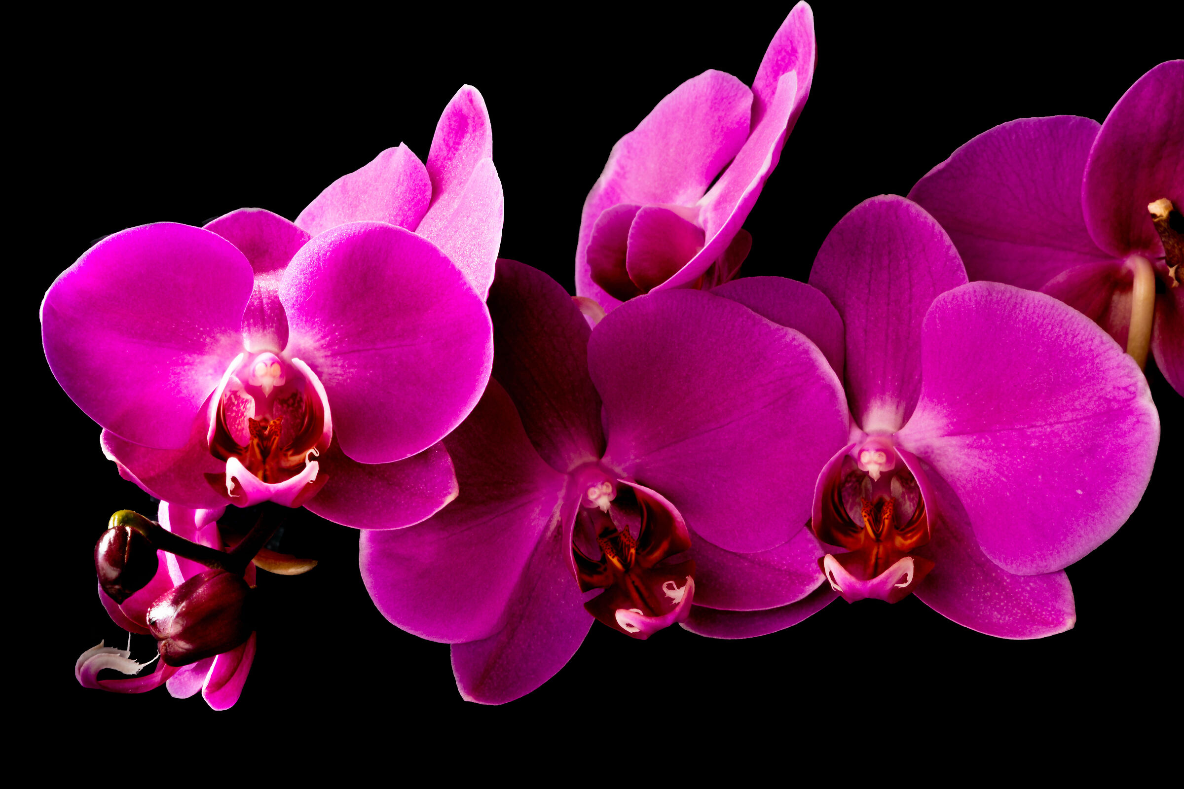 Orchidea Phalaenopsis fucsia