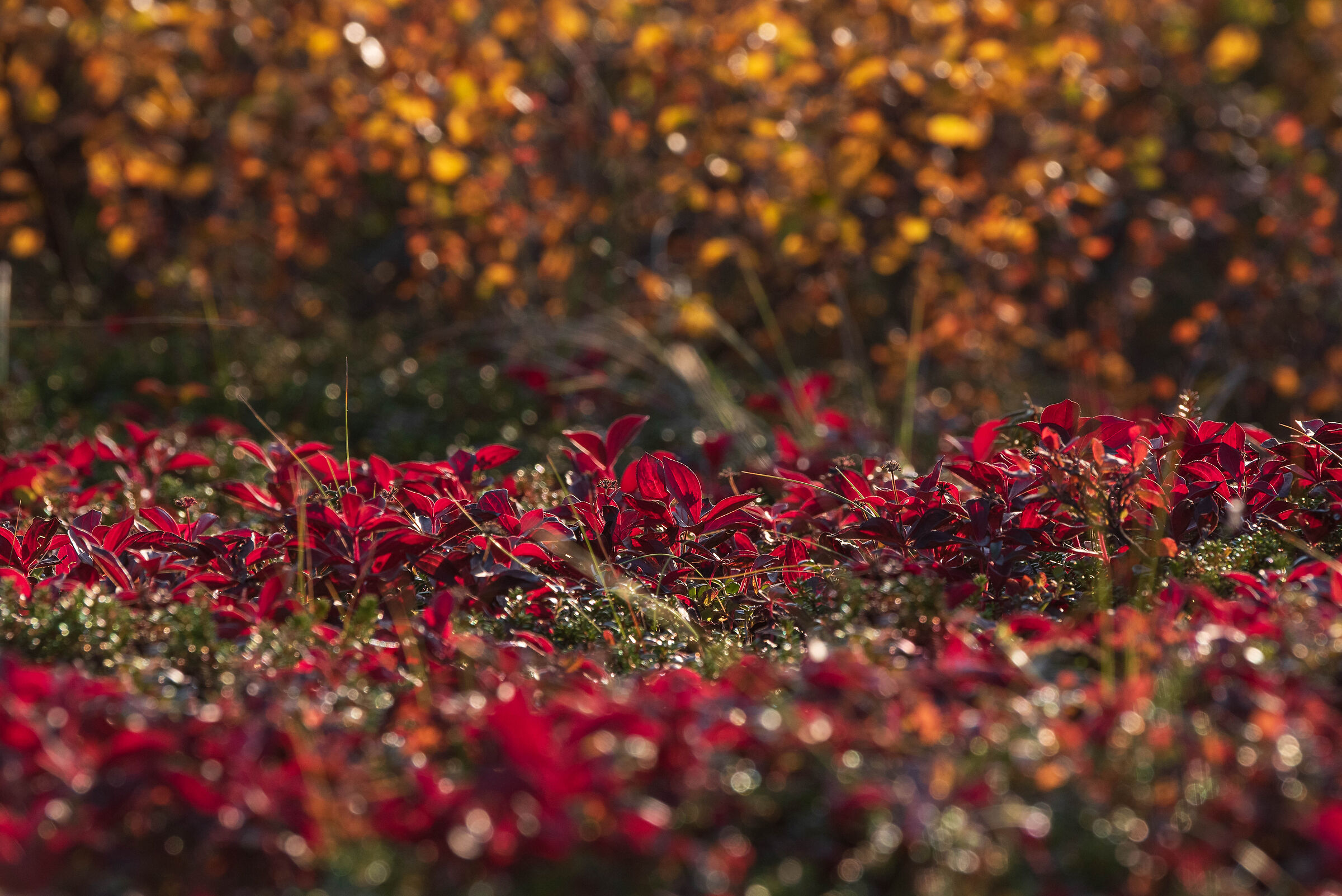 Meraviglie d'autunno, Alaska
